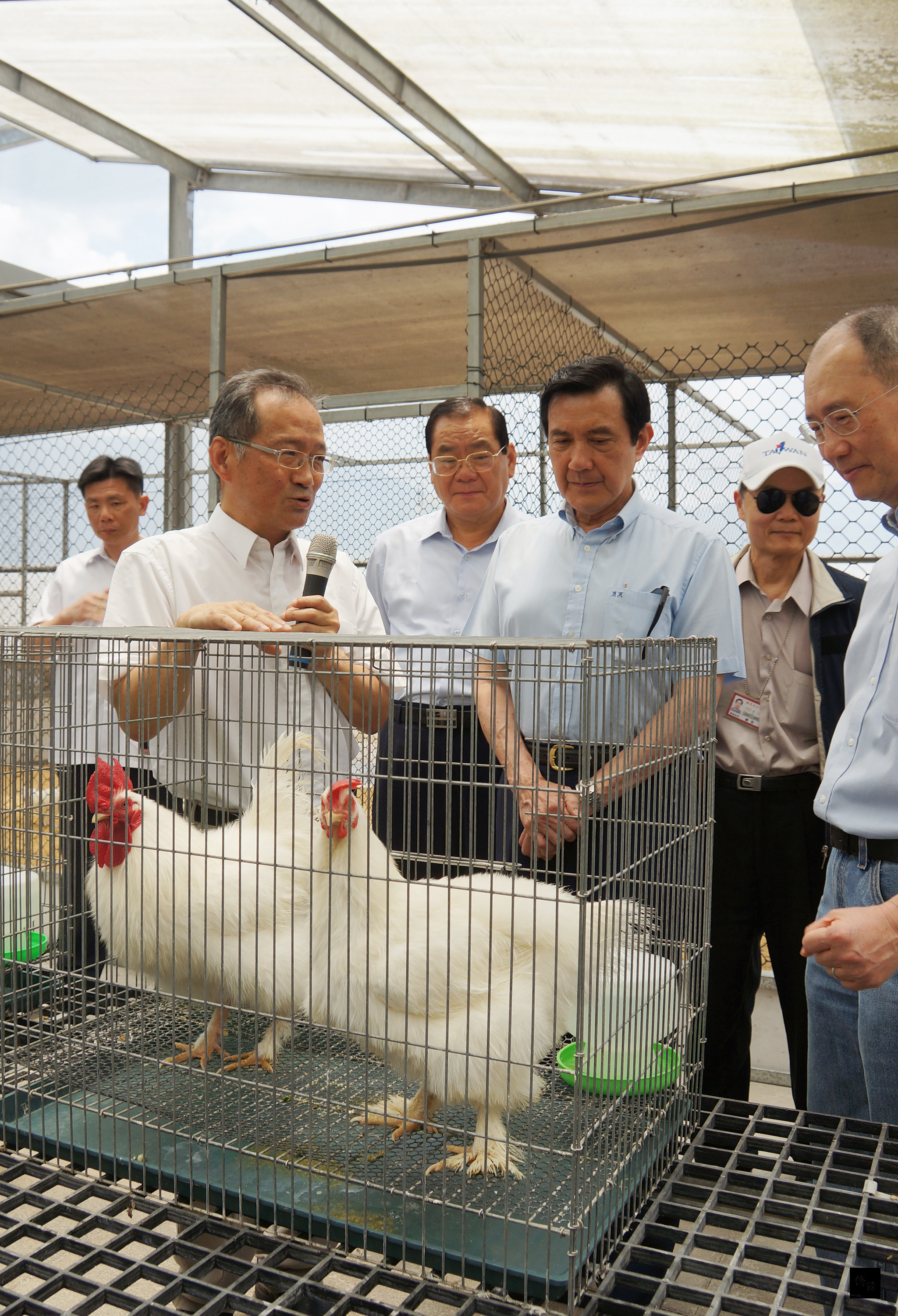 總統馬英九（前右二）參訪位於屏東高樹鄉的辜嚴倬雲植物保種中心，對中心蒐集2萬多種原生植物及研究成果，表示令人振奮。圖為馬總統參觀在中國大陸已絕種的宮廷雞。（中央社提供）