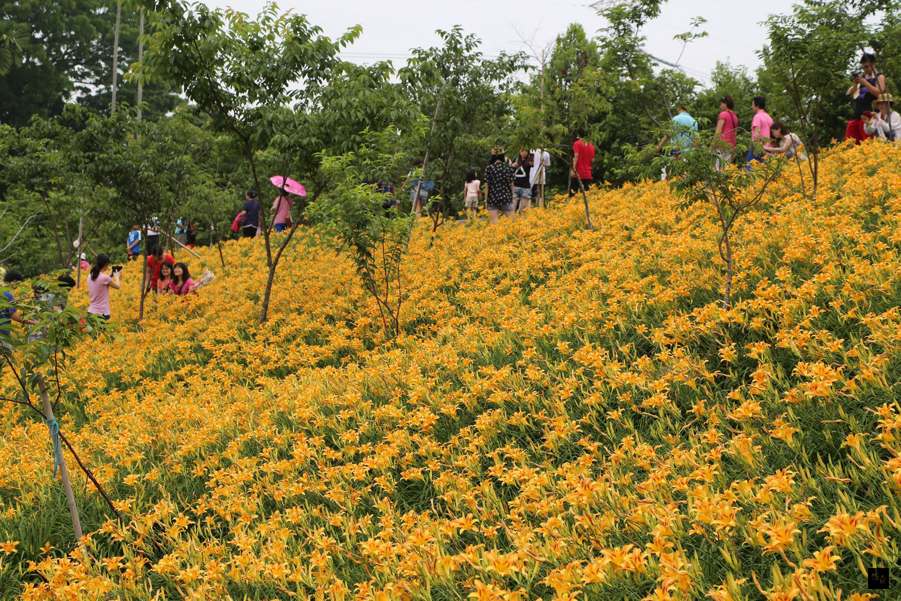 嘉義縣梅山鄉「金針花海節」10日開幕,許多民眾利用母親節前往欣賞「母親花」。(中央社提供)