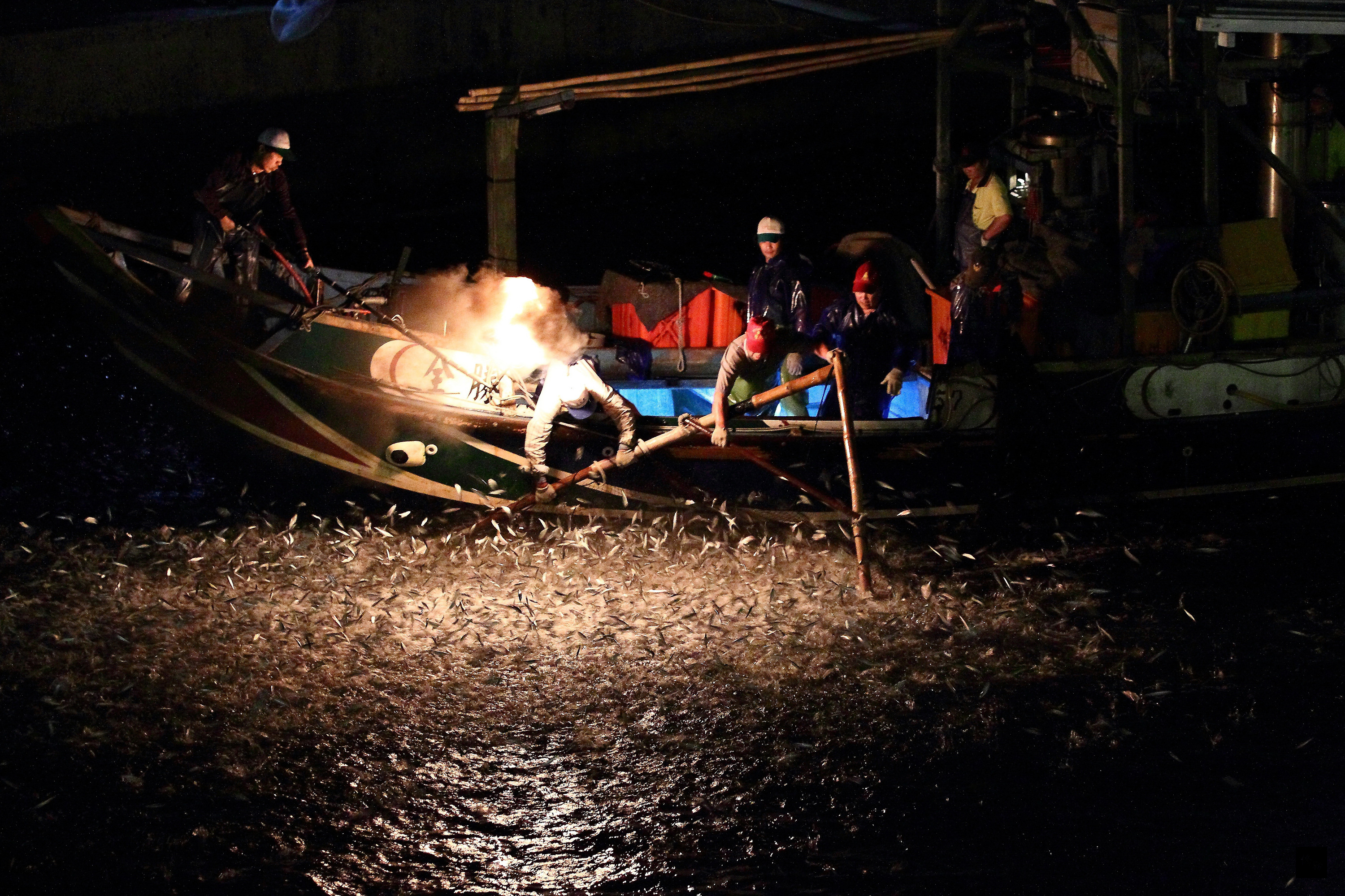 漆黑夜裡,金山漁船磺火照亮夜空,數以萬計的青鱗魚群,在火光的牽引下跳躍,魚海翻騰,氣勢磅礡,獨特耀眼的景象,令人震撼難忘。(中央社提供)