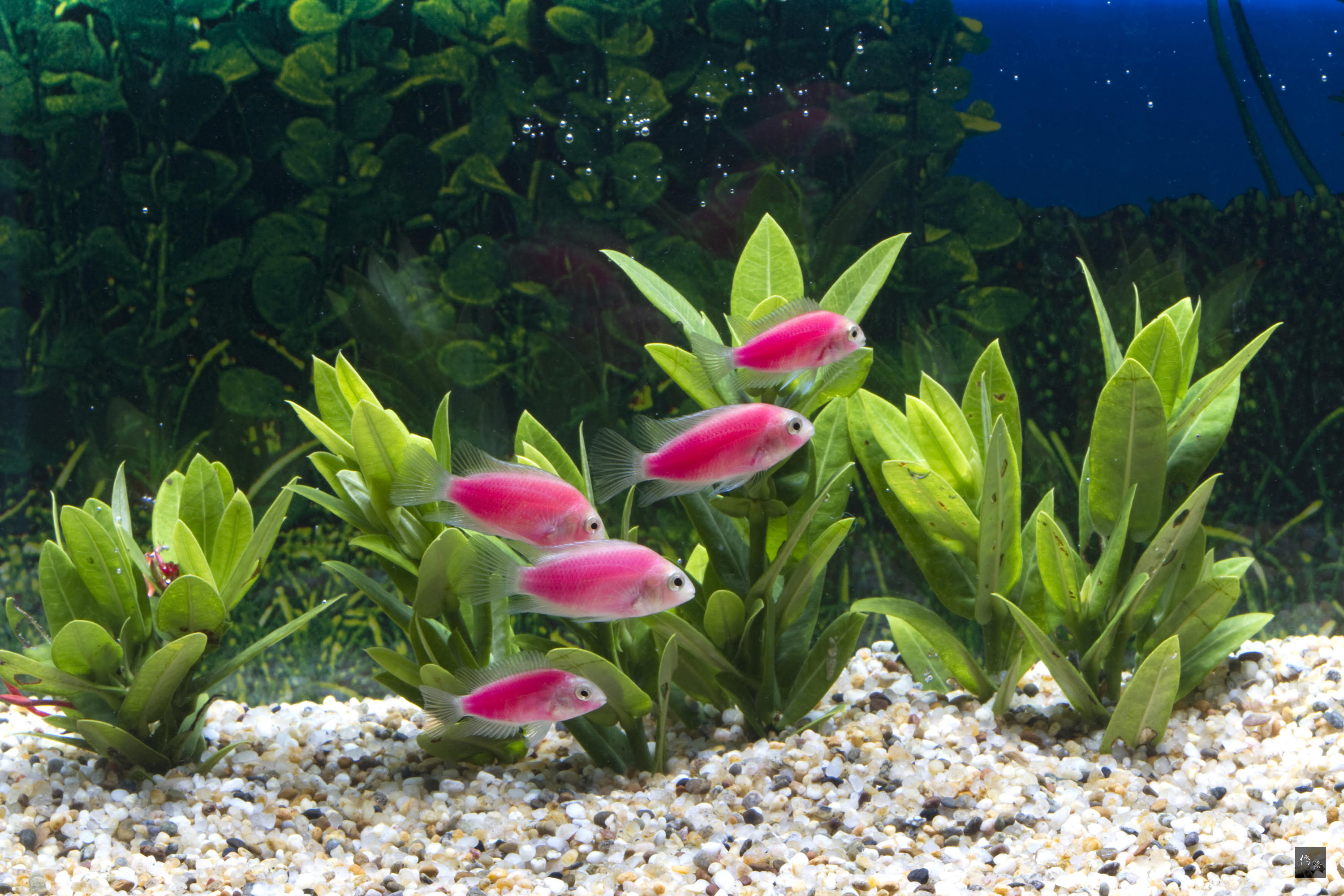 芝林創辦人林育禾，從2010年至今已發表5款領先全球的中型螢光魚，圖為粉紅公主螢光魚。（中央社提供）