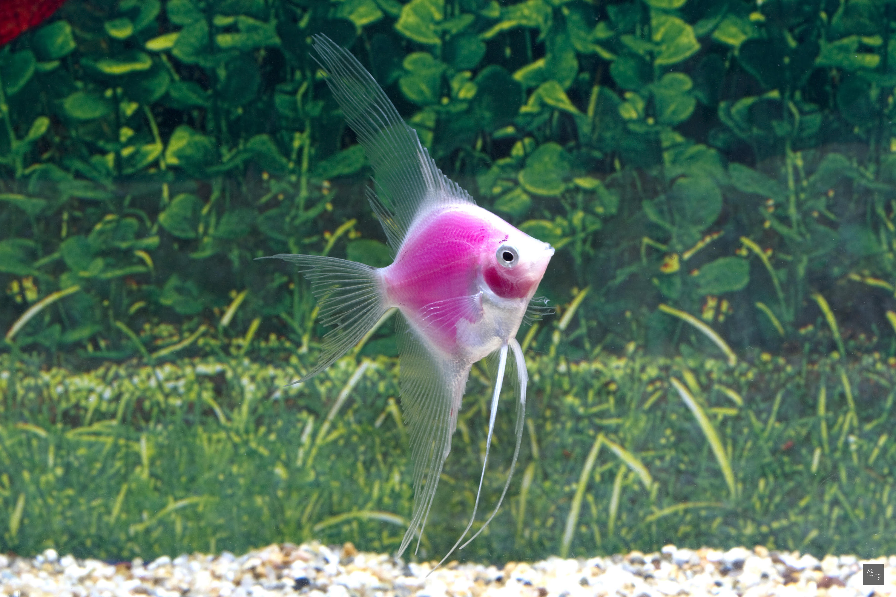 芝林創辦人林育禾，從2010年至今已發表5款領先全球的中型螢光魚，圖為粉紅天使螢光魚。（中央社提供）