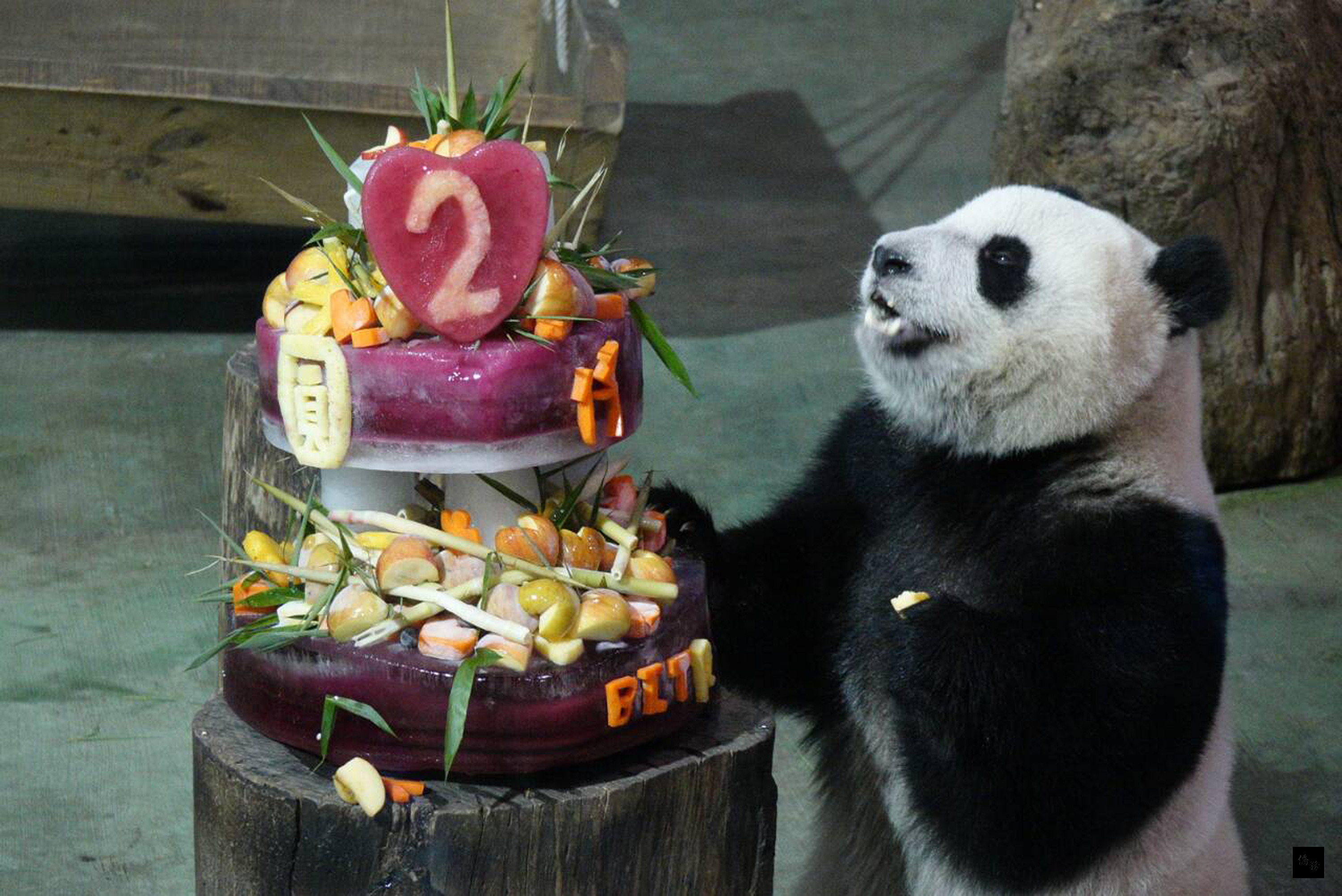 大貓熊「圓仔」6日滿2歲，台北市立動物園4日提前為牠慶生，準備特製蛋糕。「圓仔」看到蛋糕一臉迫不及待，馬上大快朵頤。（中央社提供）