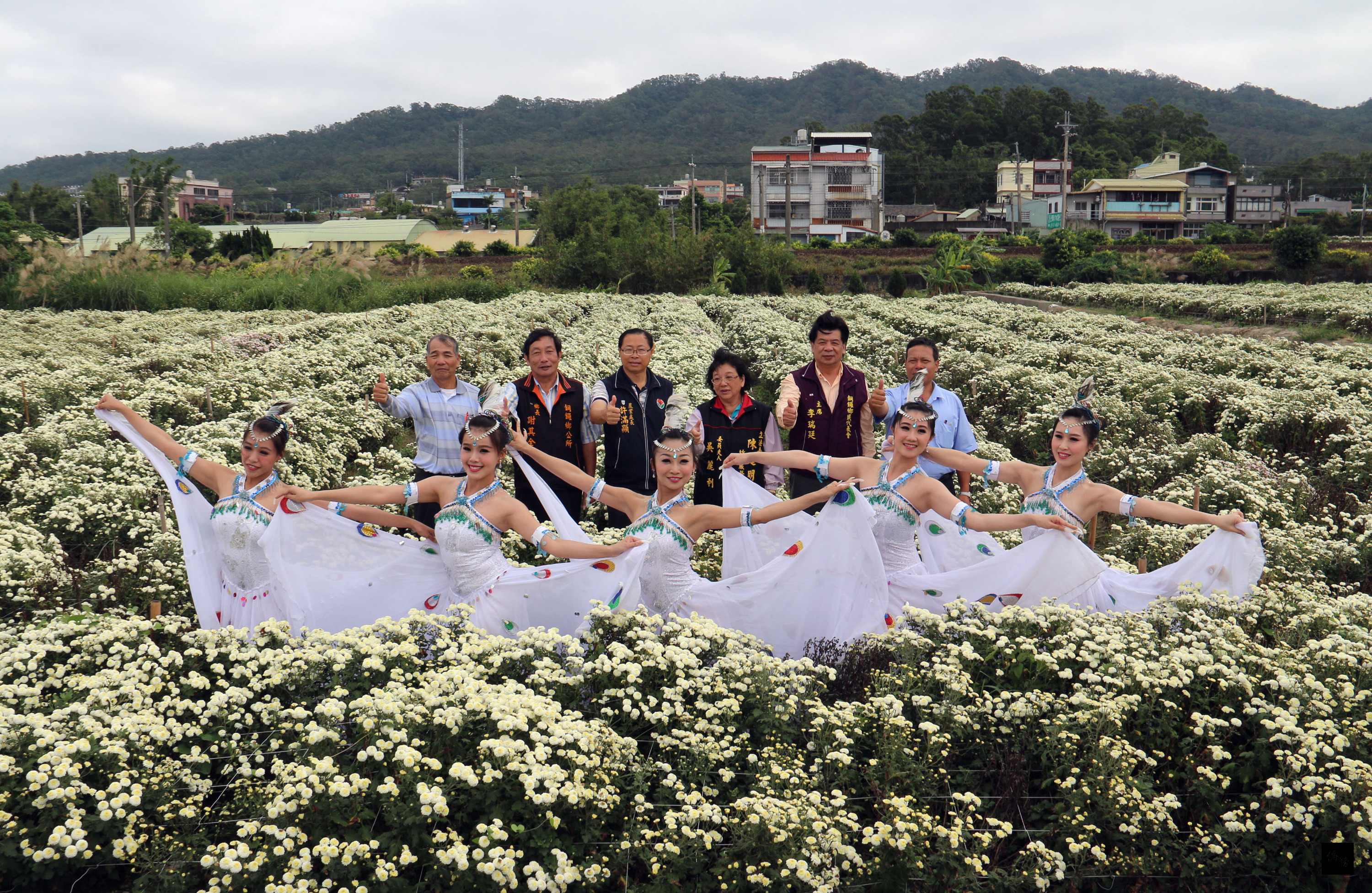 苗栗縣銅鑼鄉是國內最大杭菊產地，銅鑼農會迎接今年花期，10日舉辦活動宣傳14、15日登場的「2015杭菊芋頭節」，宛如白雪覆蓋的杭菊花毯，在鄉間景致襯托下，呈現另類質樸美感。（中央社提供）