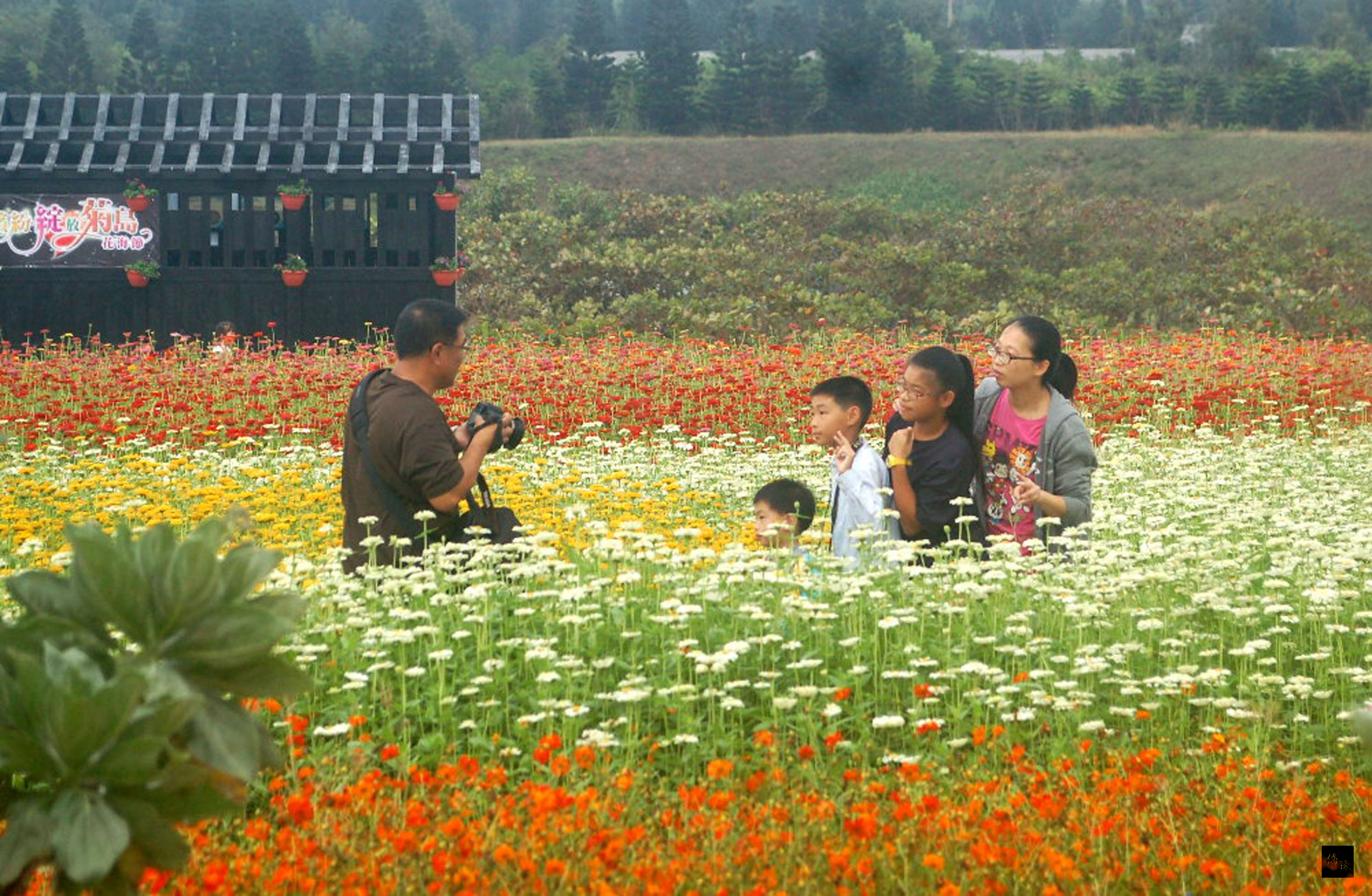 澎湖花海節21日在澎湖休憩園區開放參觀,秋高氣爽,百花爭艷,吸引賞花人潮,成為澎湖冬天新添的遊憩景點。(中央社提供)
