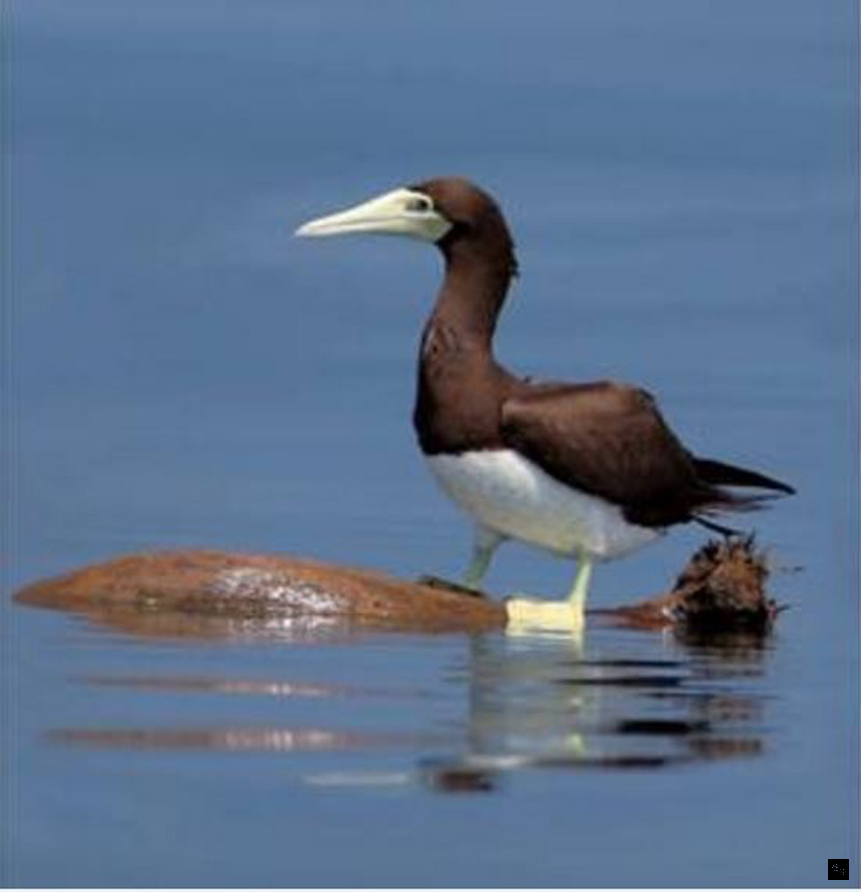 海洋公園管理處表示,繼148年前的紀錄後,白腹鰹鳥再次現蹤東沙島。白腹鰹鳥有站立在海上漂流物的習性,目前穩定的族群出現於北方三島。(中央社提供)