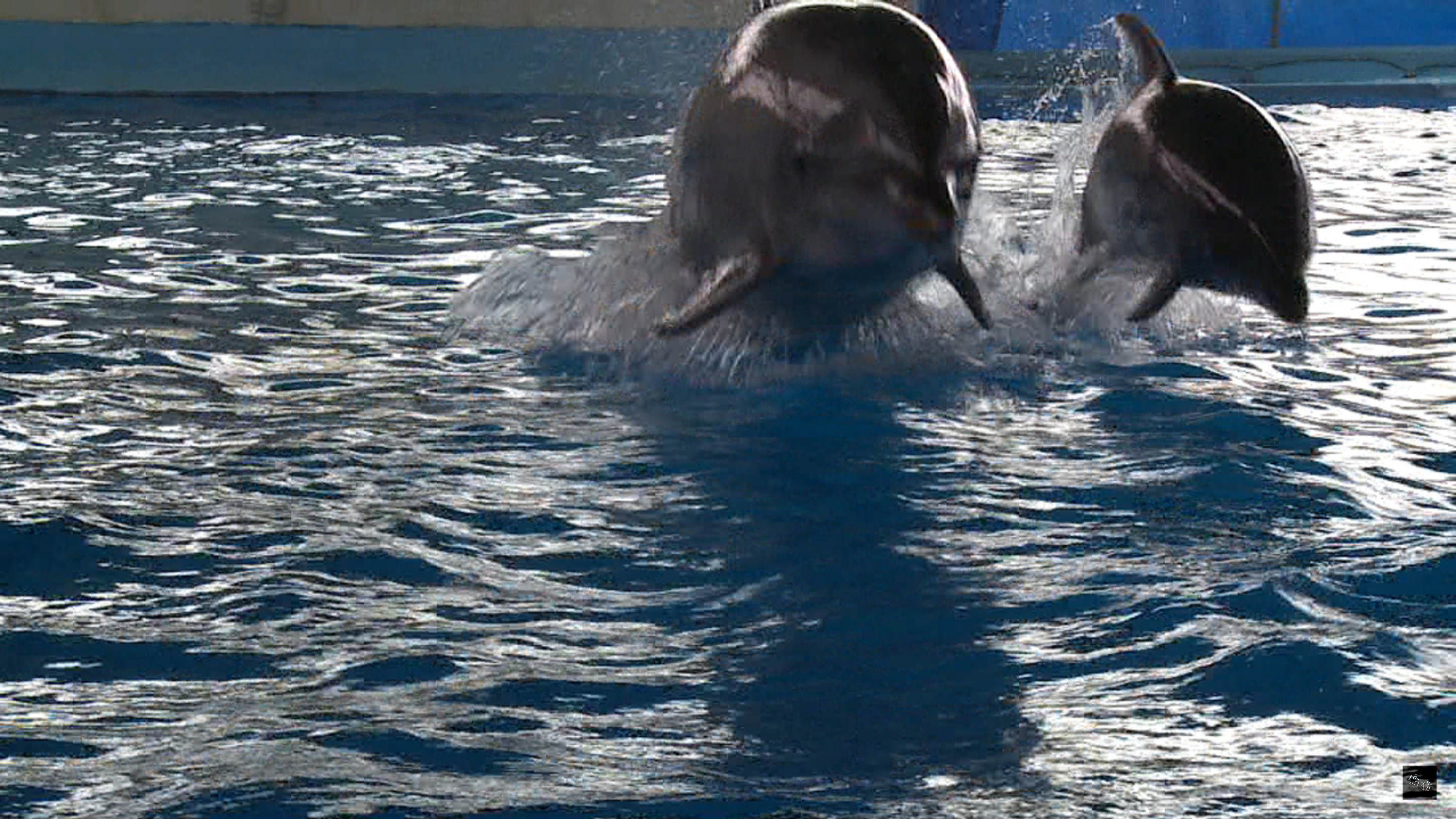 花蓮遠雄海洋公園日前誕生的瓶鼻海豚寶寶,成為全台首例成功復育的太平洋瓶鼻海豚,預計2016年元旦之後與民眾見面。(中央社提供)