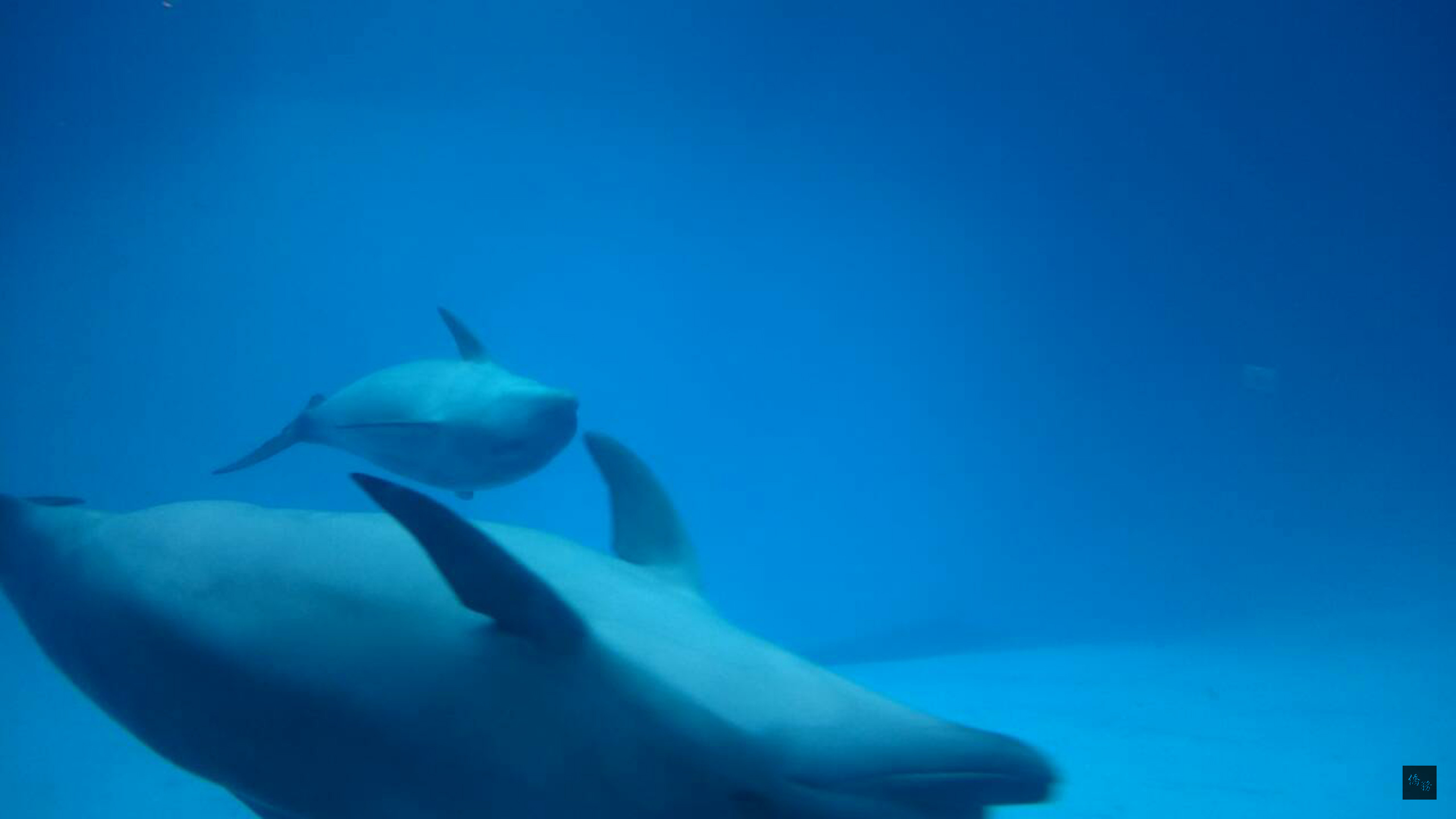花蓮遠雄海洋公園日前誕生的瓶鼻海豚寶寶,成為全台首例成功復育的太平洋瓶鼻海豚,預計2016年元旦之後與民眾見面。(中央社提供)