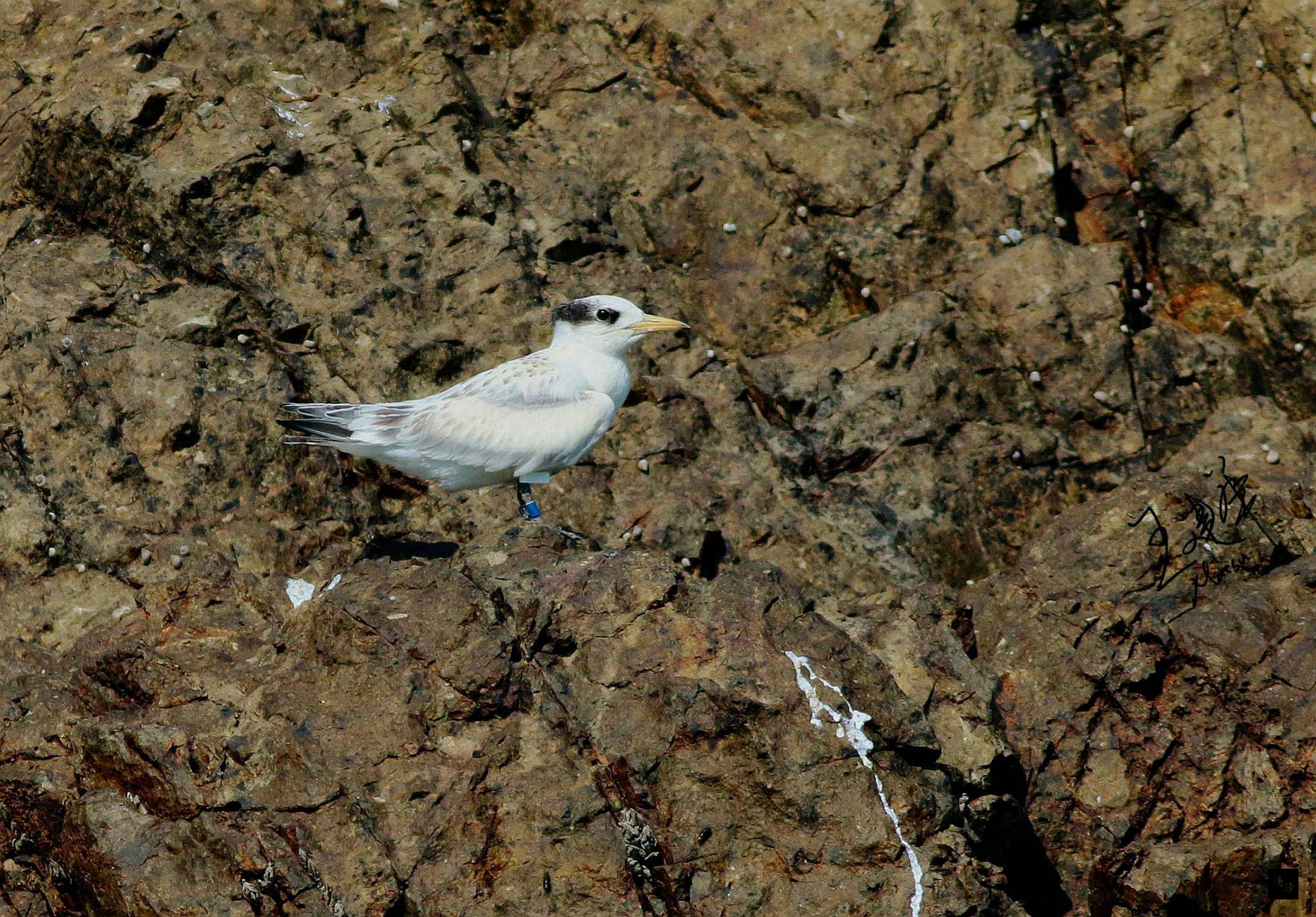 全球原計僅50隻的「神話之鳥--黑嘴端鳳頭燕鷗」，不僅5到8月間在馬祖等3處繁殖地監測到99隻，更新數量。7月下旬再繫放1隻幼鳥，將解開遷徙路徑之迷。（中央社提供）