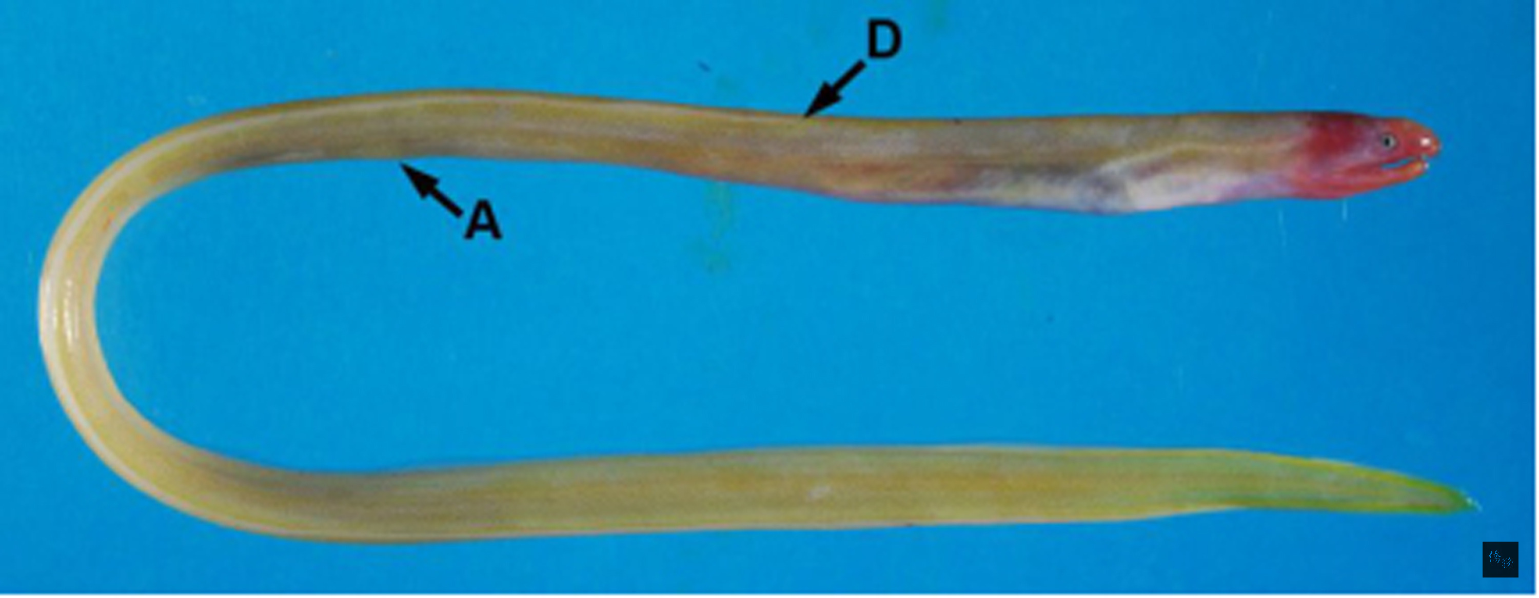 國立海洋生物博物館將於近期出版1本台灣鰻魚研究學術專刊，確認台灣的鰻魚多達207種，多樣性居全球之冠，圖為台灣扁鰻，是相當罕見的特有新屬新種。（中央社提供）