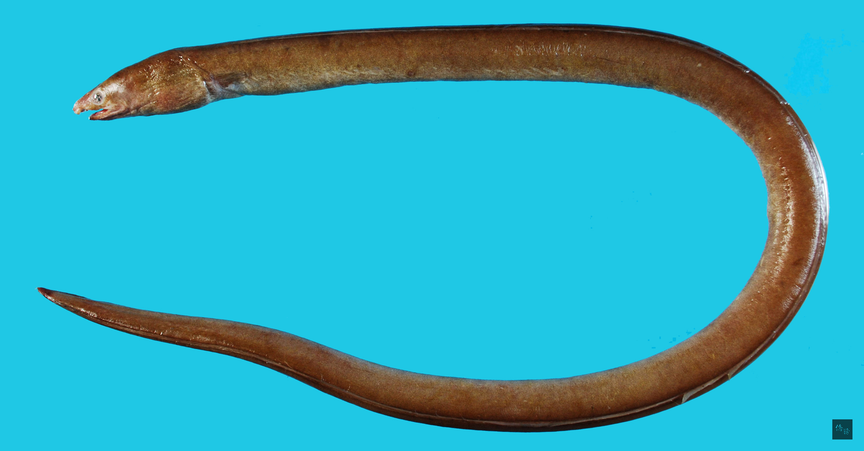 國立海洋生物博物館將於近期出版1本台灣鰻魚研究學術專刊，確認台灣的鰻魚多達207種，多樣性居全球之冠，圖為邵氏蛇鰻是以中研院邵廣昭博士之姓來命名，也是台灣特有種。（中央社提供）