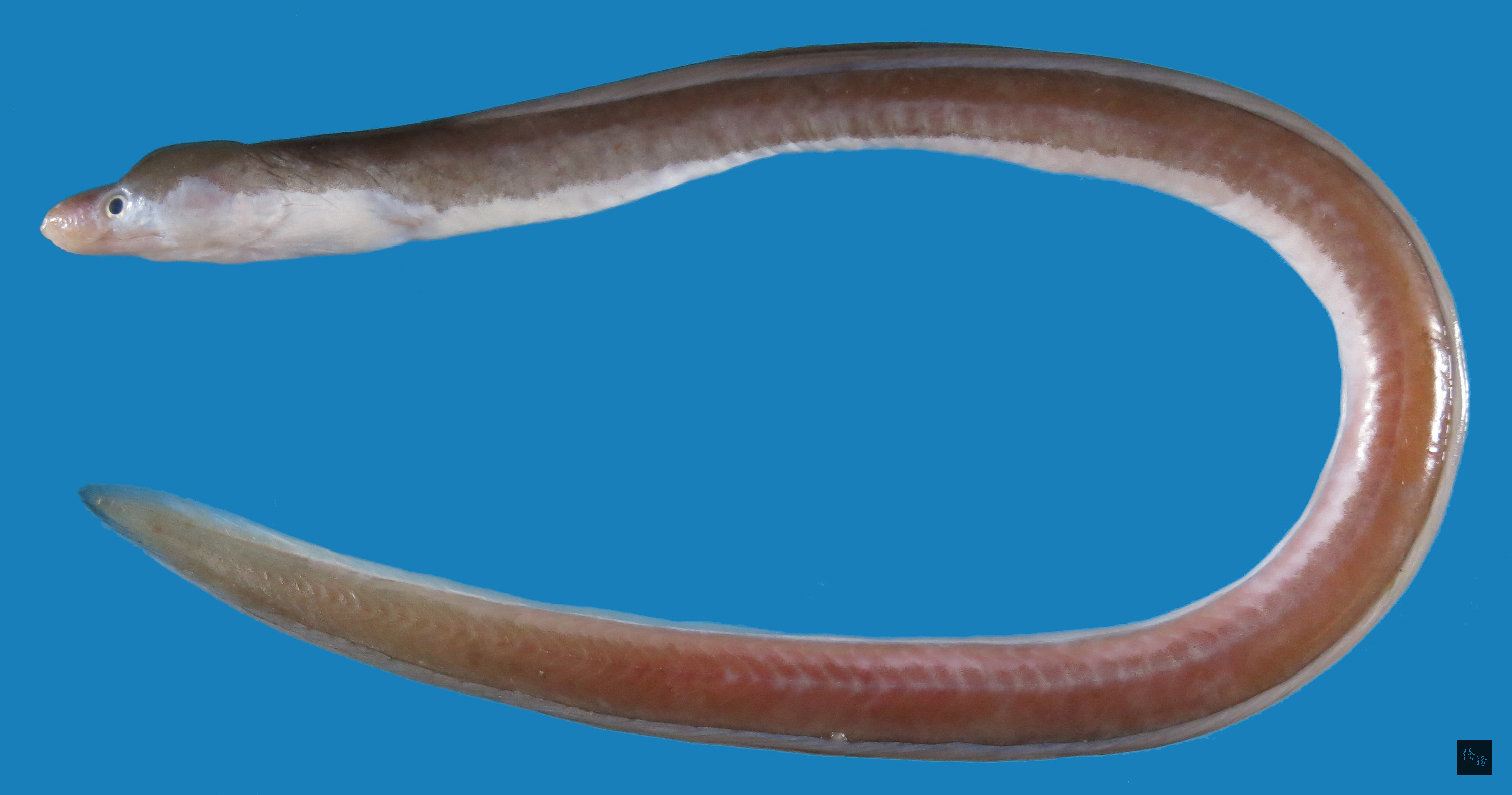 國立海洋生物博物館將於近期出版1本台灣鰻魚研究學術專刊，確認台灣的鰻魚多達207種，多樣性居全球之冠，圖為南海草鰻，是相當罕見的台灣特有種，近幾年來只發現過2次。（中央社提供）