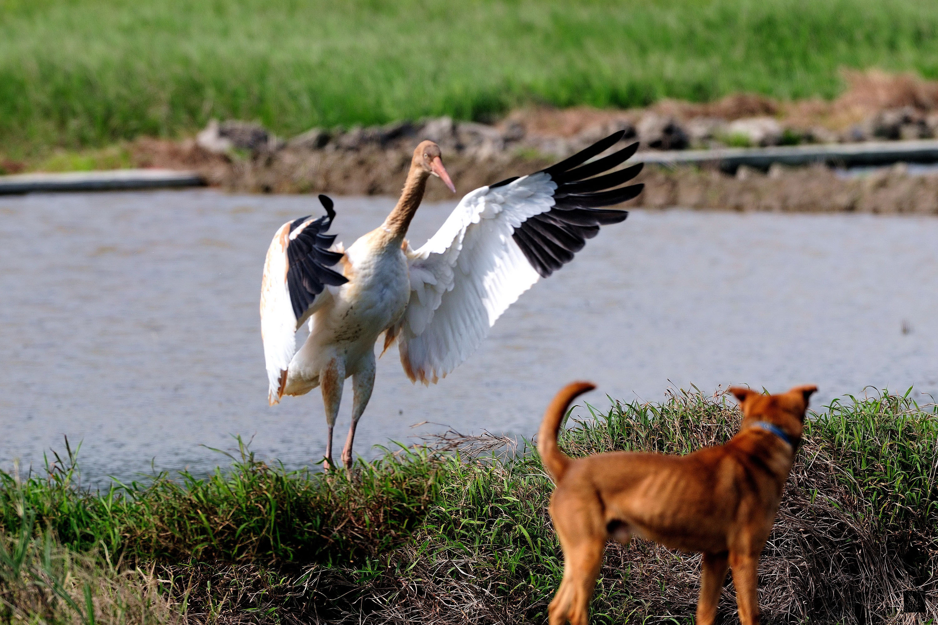 西伯利亞小白鶴（後），來台滿一週年，串起人間許多溫情，在新北市金山清水溼地一直上演著溫暖感動的故事，是金山最美的風景。（中央社提供）