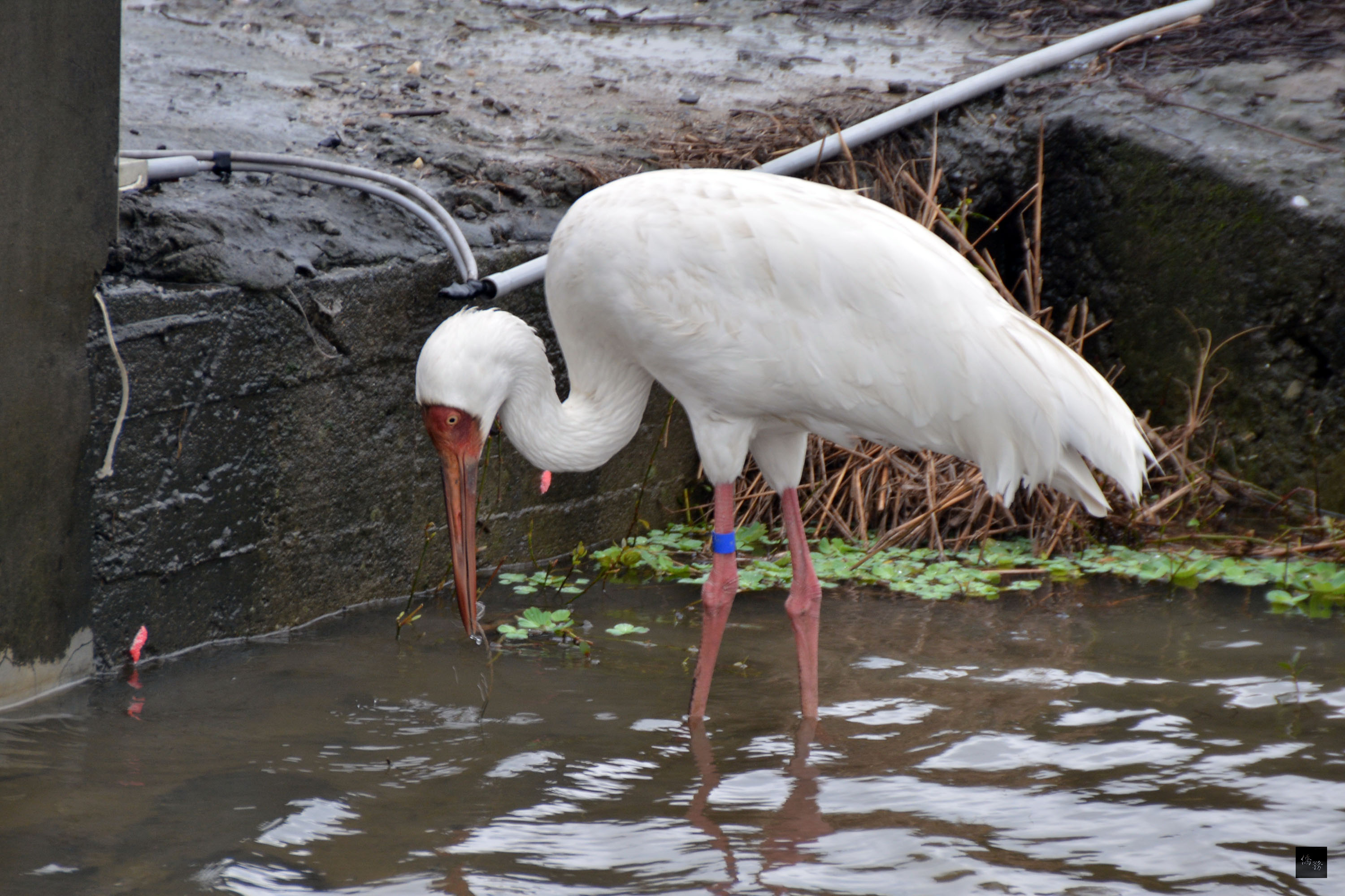 瀕危保育鳥類西伯利亞白鶴再度引關注，奇幻之旅更重要的意義，在於開啟農民的友善耕作意識，為保護白鶴安全無虞的食物，周邊的水田不使用農藥。（中央社提供）