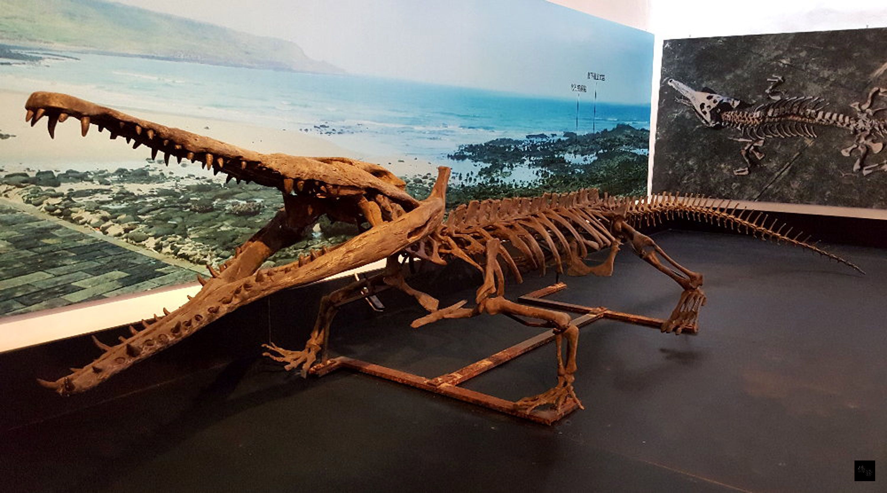 澎湖化石館開館史前古文物化石驚奇 文教 僑務電子報 澎湖化石館開館史前古文物化石驚奇 文教 僑務電子報