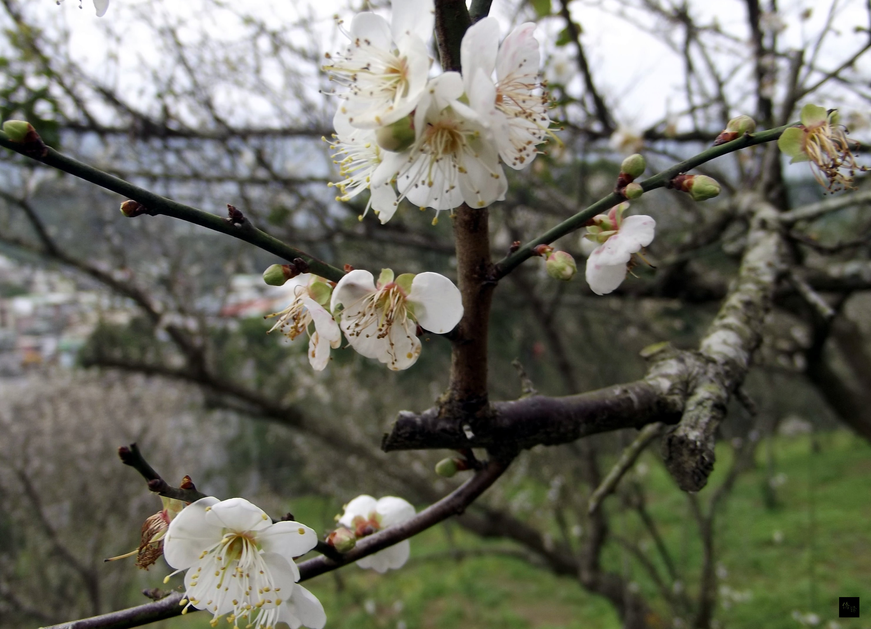 嘉義縣梅山鄉梅山公園數千株梅樹，今年受暖冬影響，近日才完全綻放美麗花朵，遊客賞花要趁早。（中央社提供）