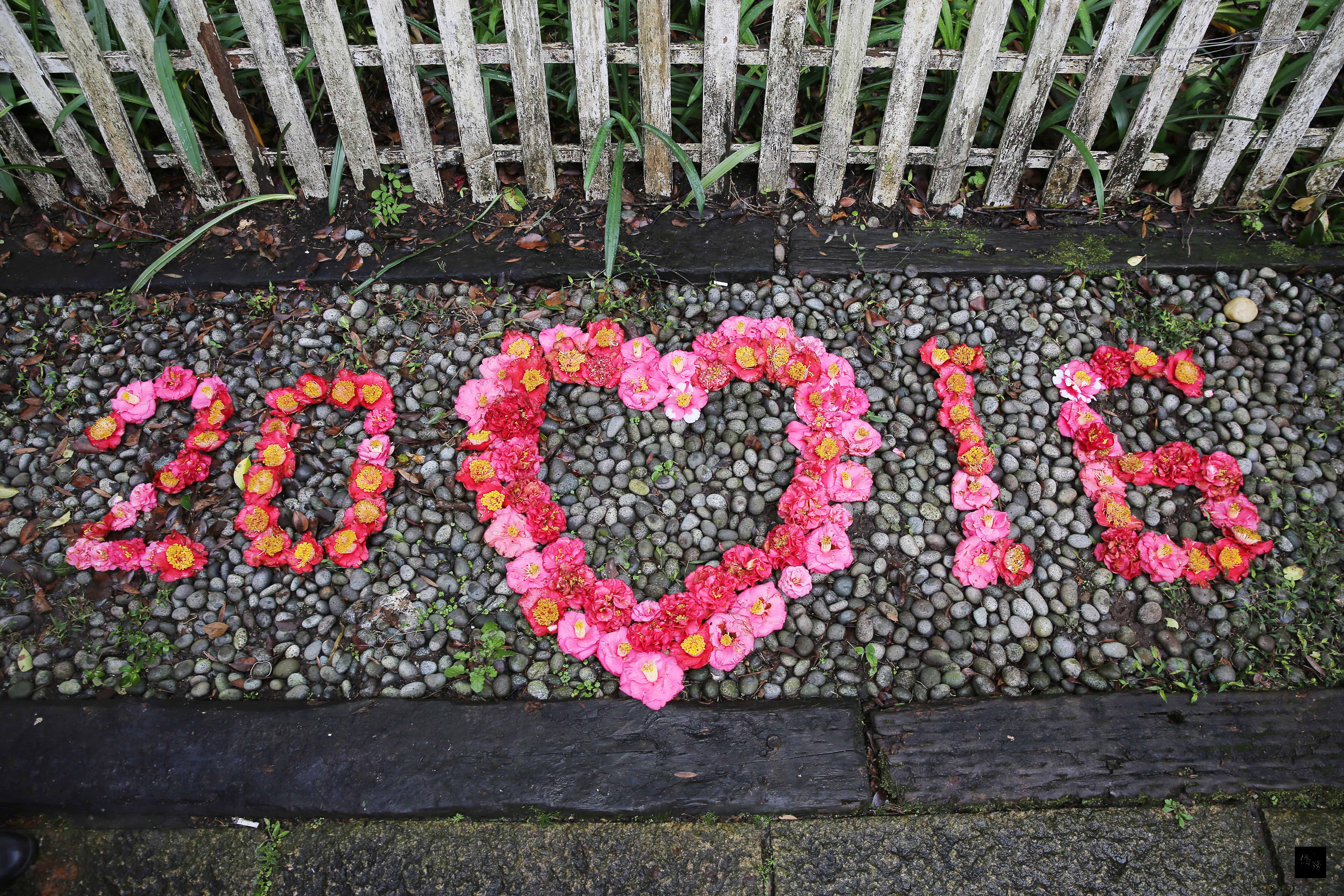 陽明山山茶花季22日開跑，有遊客將凋謝在地上的山茶花排成「2016」字樣，相當美麗。（中央社提供）