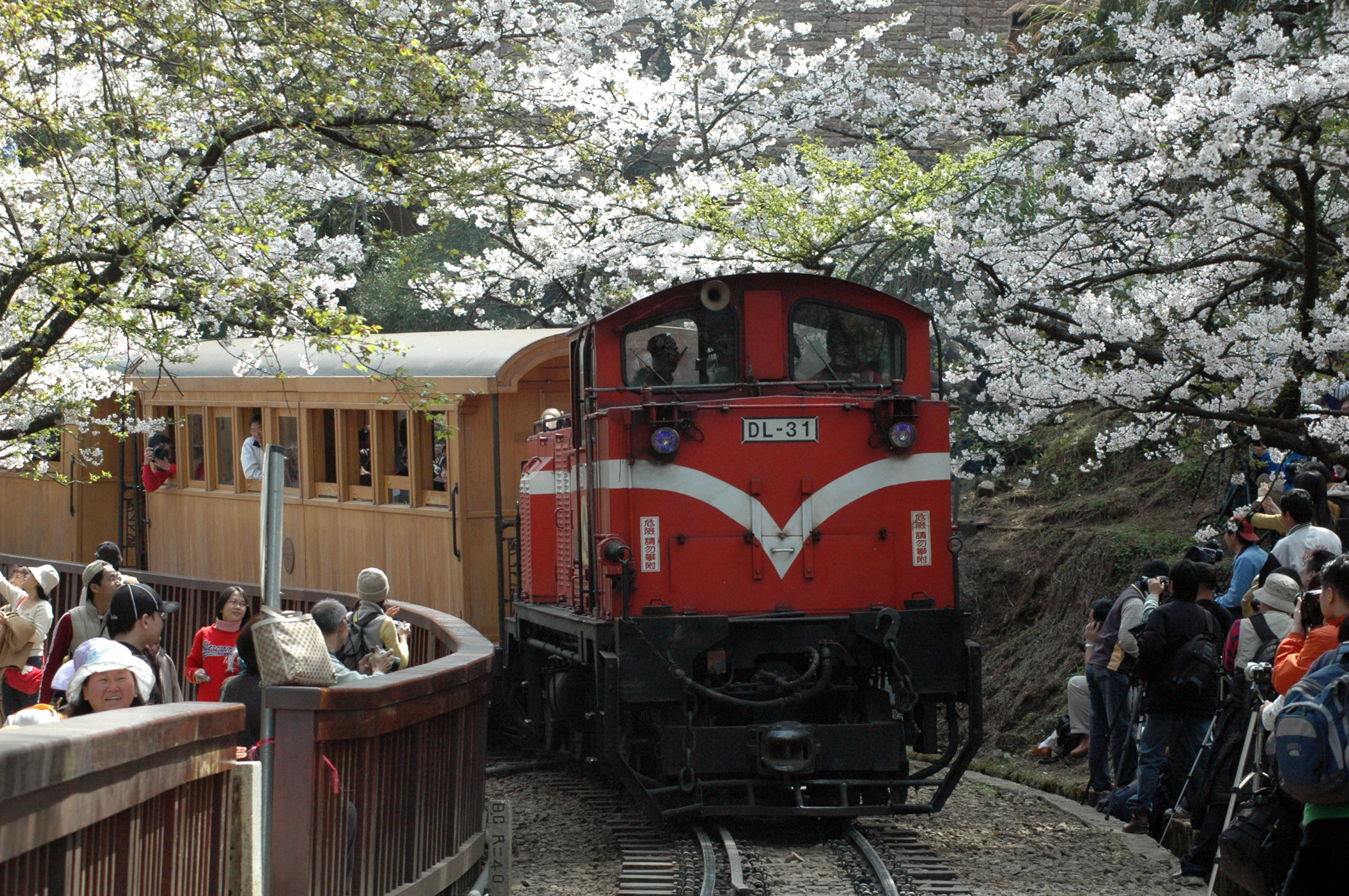 阿里山花季10日開鑼,由於今年冬季較冷,花季要角吉野櫻預估下旬怒放;要欣賞小火車從盛開的櫻花下穿梭而過,恐怕要等到3月下旬。(中央社提供)
