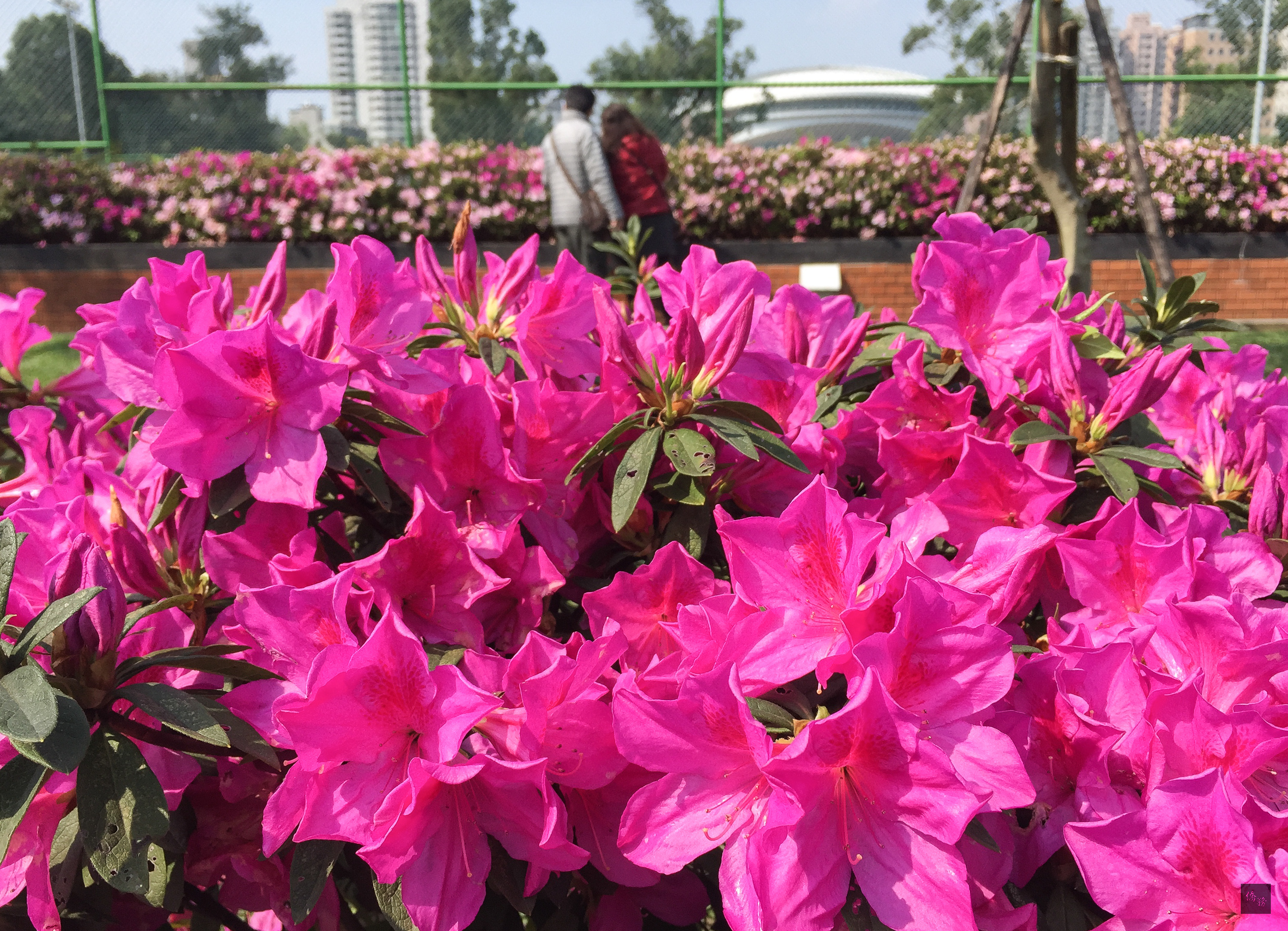 台北市26日天氣放晴,台大校園裡盛開的杜鵑花總是吸引不少人前來欣賞,漫步花間享受走春樂趣。(中央社提供)