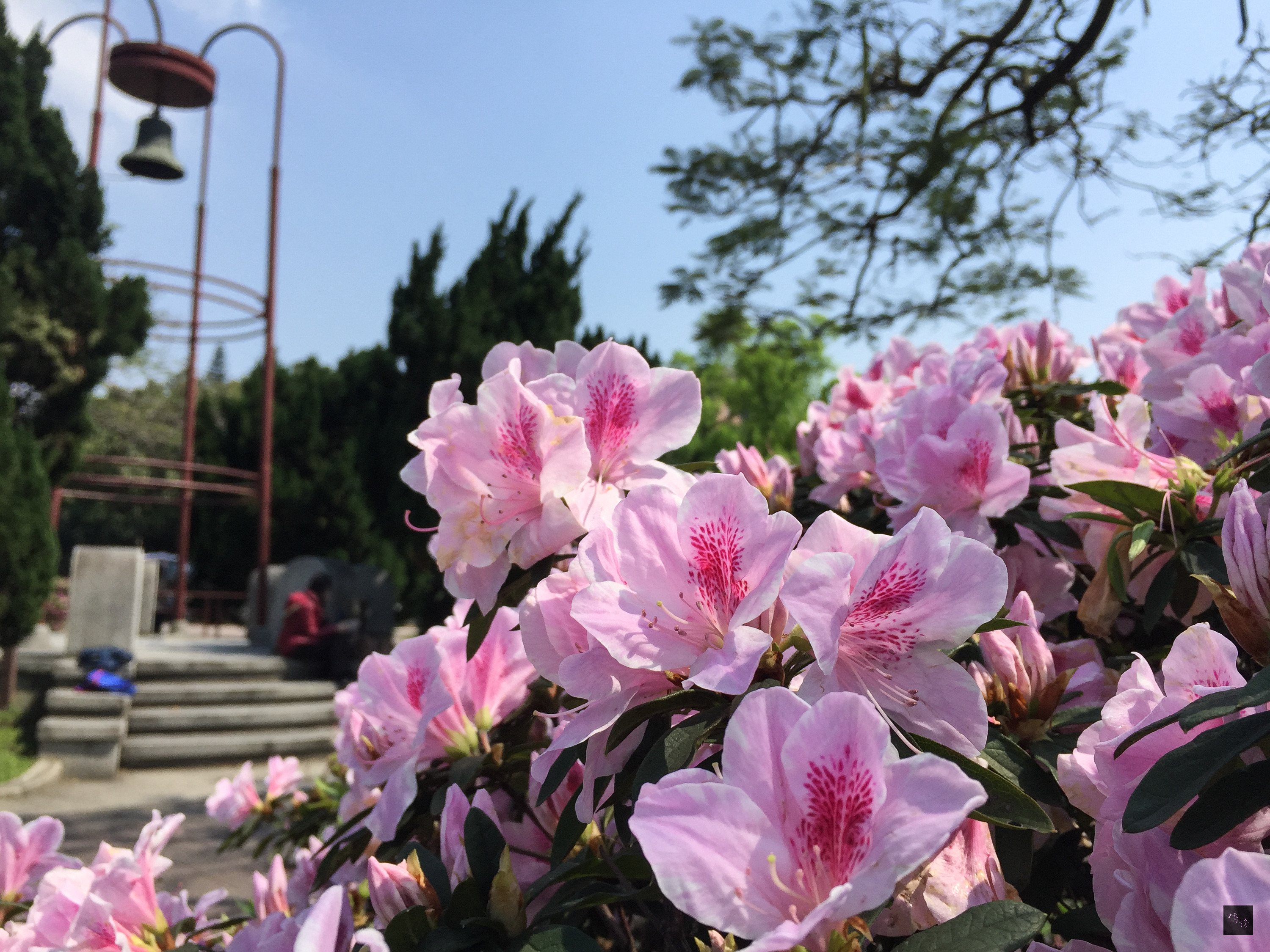 台北市26日天氣放晴,台大校園裡盛開的杜鵑花正等著大家前來探索花叢間的秘密。(中央社提供)