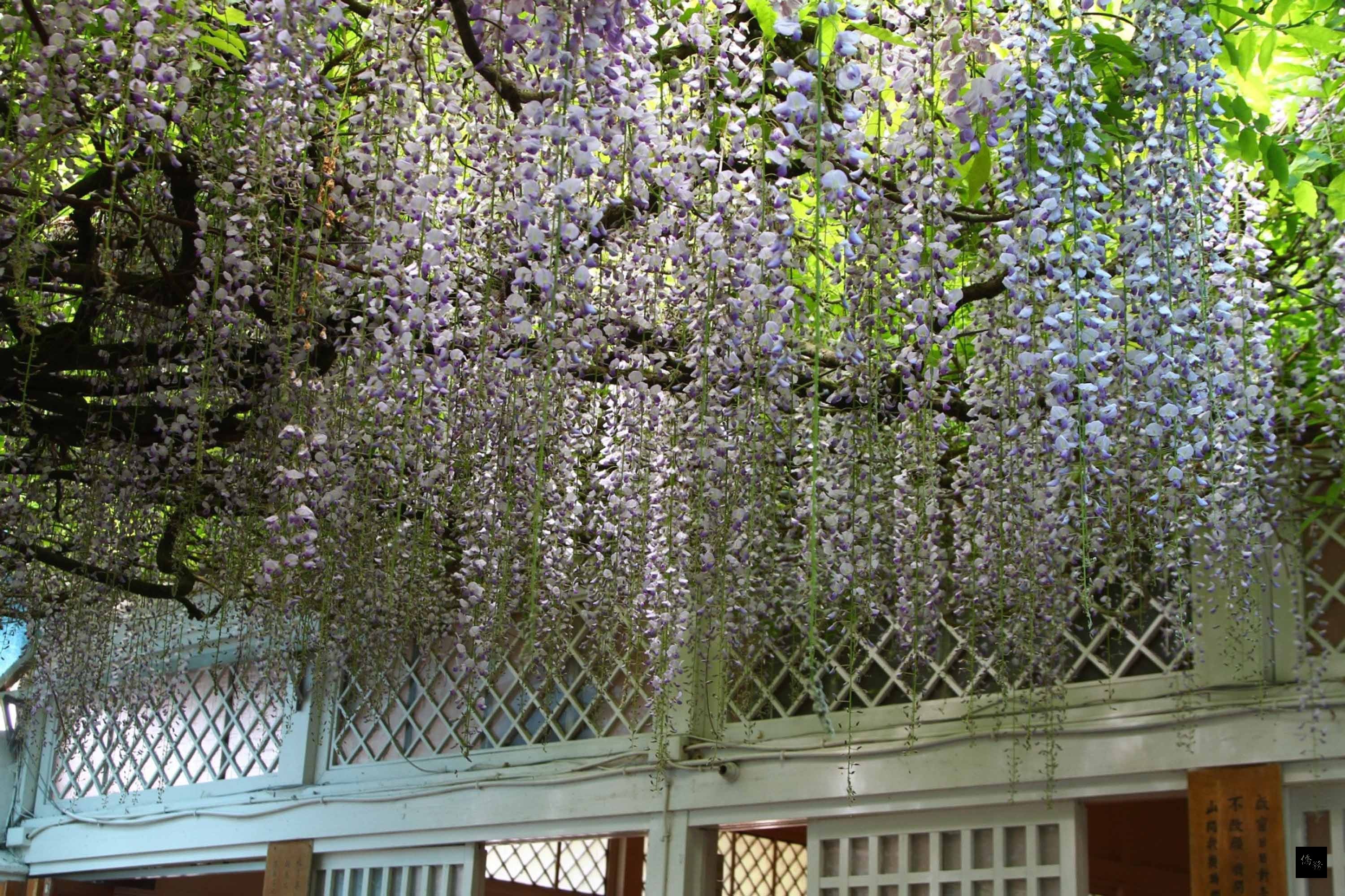 阿里山櫻花季過後,還是有花可賞,圖為阿里山慈雲寺前的多花紫藤,迄今有90多年歷史。(中央社提供)