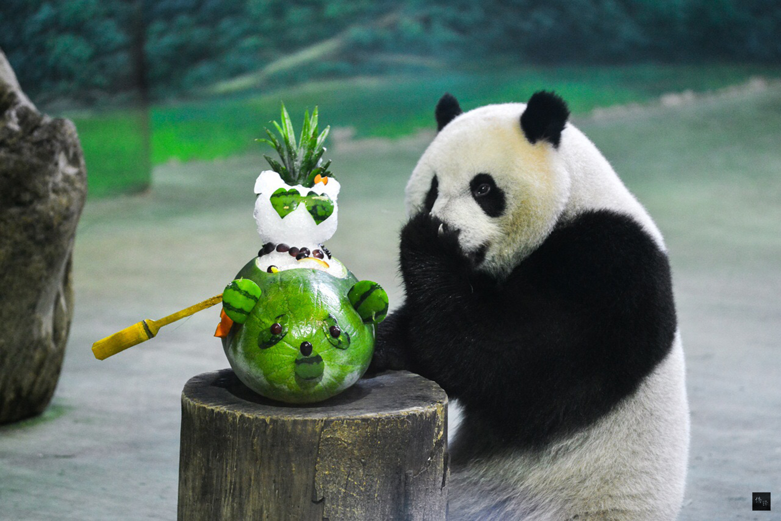 大貓熊「圓仔」6日滿3歲了!保育員特別用夏天的水果,幫夏天出生的圓仔製作西瓜貓熊蛋糕,並設計成船的造型,祝福準備獨立啟航的「圓仔」。(中央社提供)