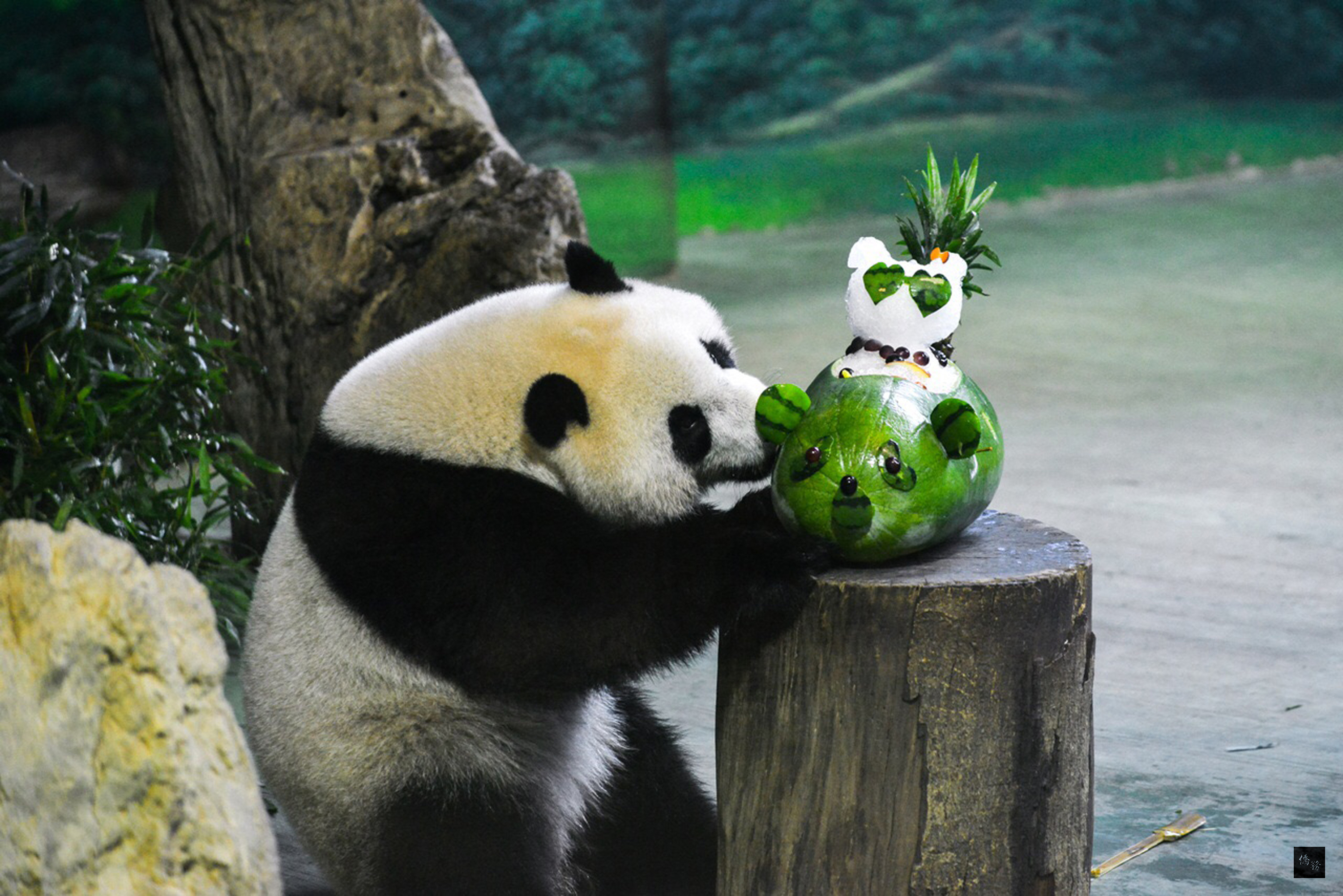 大貓熊「圓仔」6日滿3歲了!保育員特別用夏天的水果,幫夏天出生的圓仔製作西瓜貓熊蛋糕,並設計成船的造型,祝福準備獨立啟航的「圓仔」。(中央社提供)