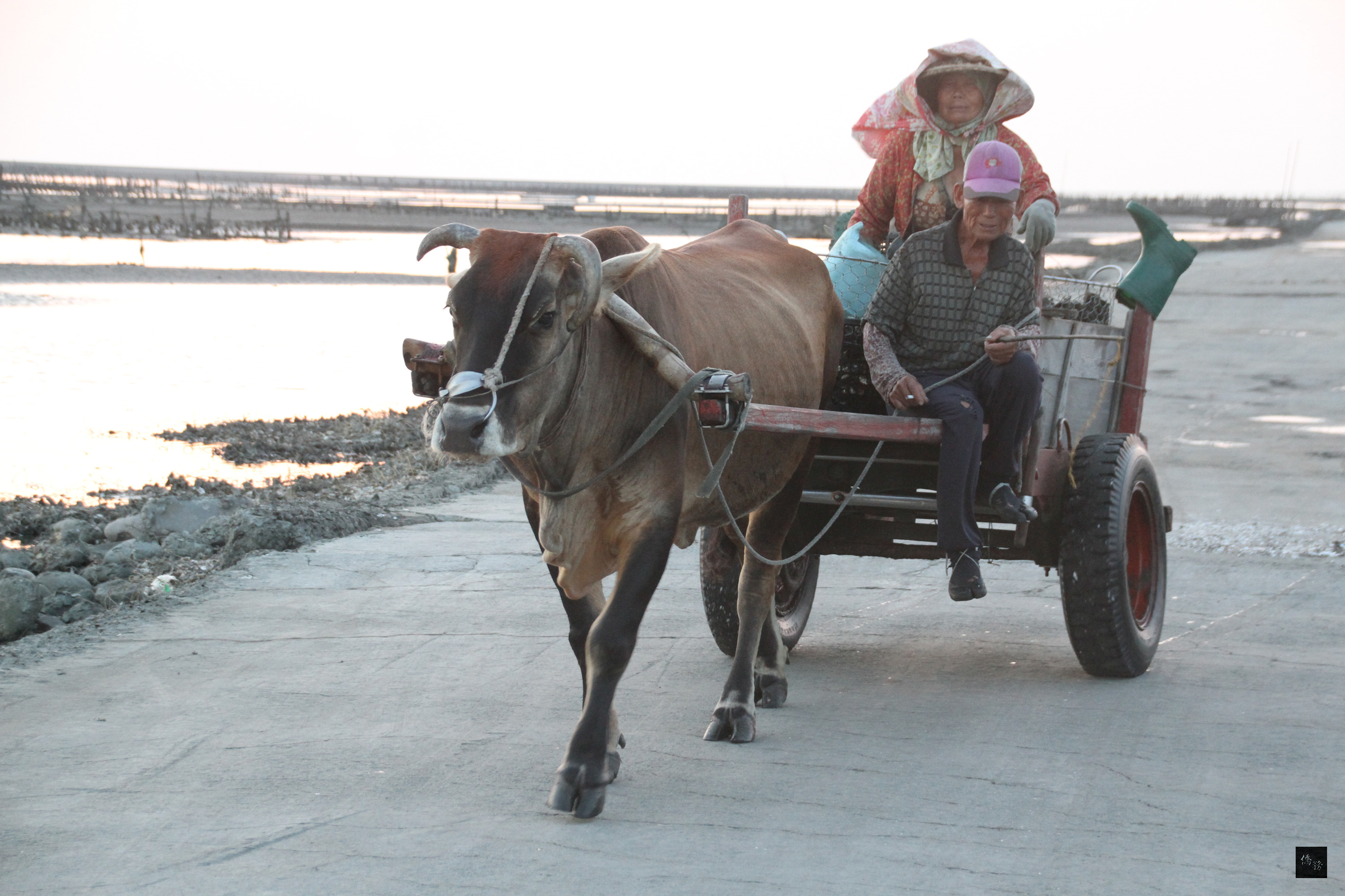 彰化芳苑鄉的王功外海，漁民曾用牛車到潮間帶採蚵，在地方文史工作者的努力下，將牛車採蚵保留下來，成為王功漁港的特色之一。（中央社提供）