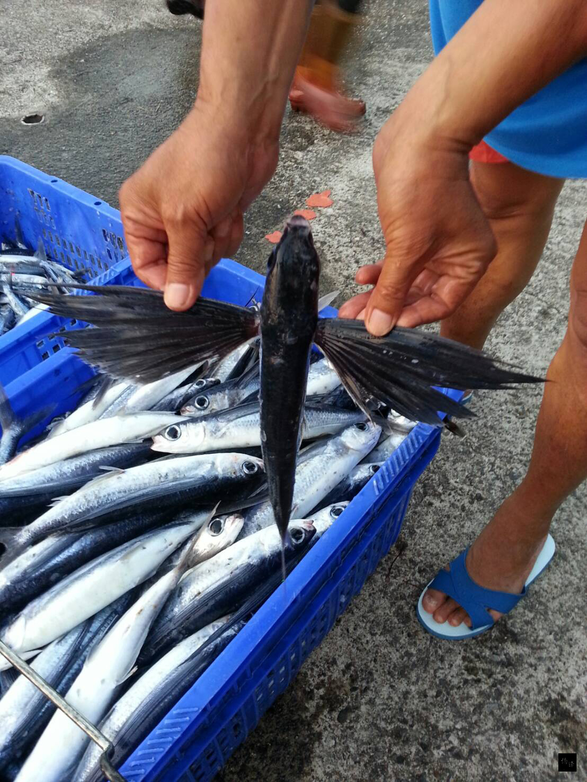 台灣東部太平洋沿岸進入飛魚季節,「飛魚」又稱為飛烏,他們有很大的胸鰭,受驚嚇時,會躍出水面,在空中滑翔。馬崗漁港捕捉黑鰭飛魚為主。(中央社提供)
