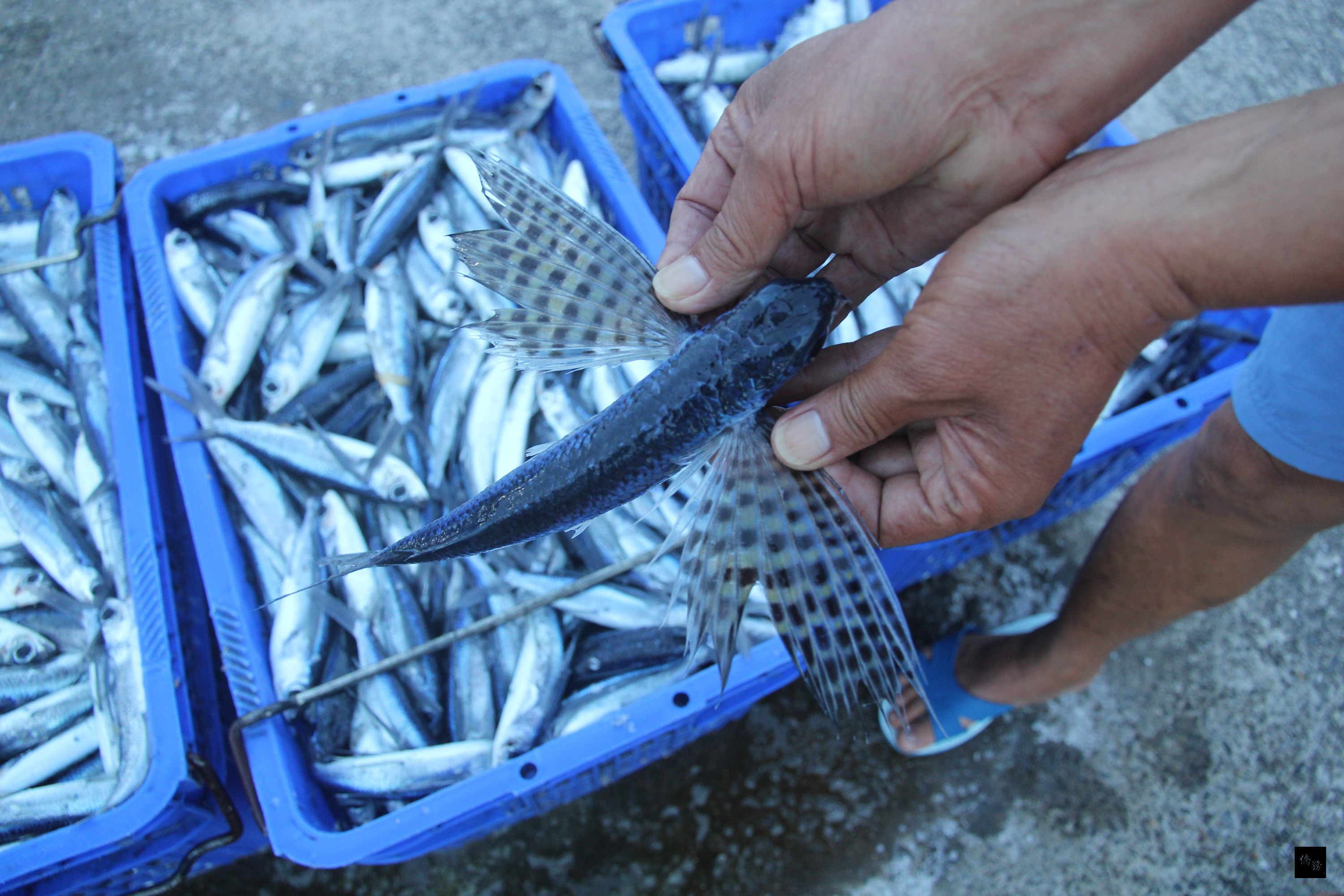 捕捉飛魚及捕撈飛魚卵,是兩種不同型態的漁業。東北角及基隆嶼海域,可看見成群的飛魚,劃過海面。東北角追逐網漁業,主要漁獲是黑鰭及斑鰭飛魚(圖)。(中央社提供)