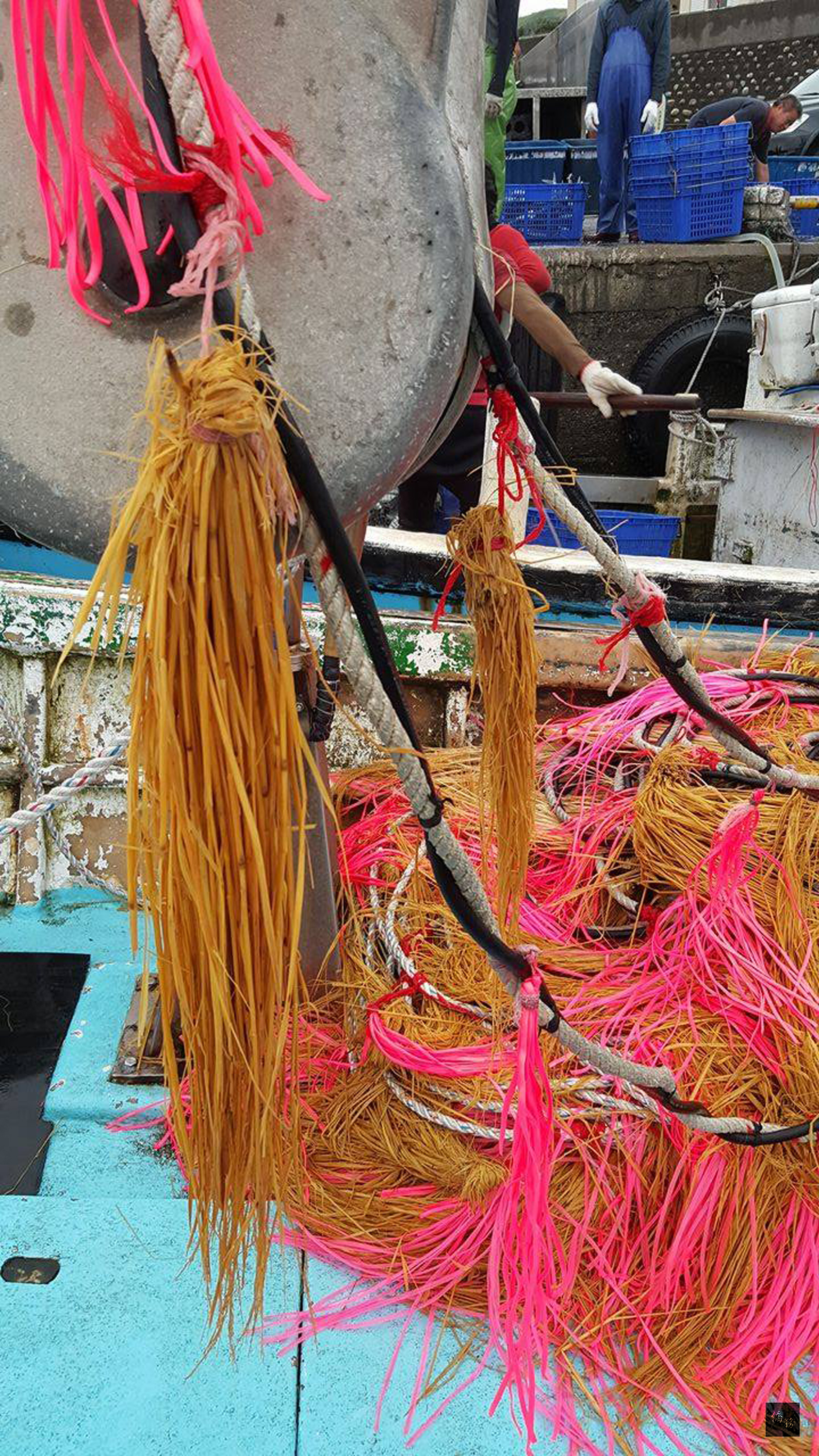 追逐網捕撈飛魚是傳統漁法,通常是2艘漁船1組,在兩船的船首連結約100公尺長的繩索,綁上稻草束或紅色塑膠繩束(圖),用來驚嚇驅趕飛魚。(中央社提供)