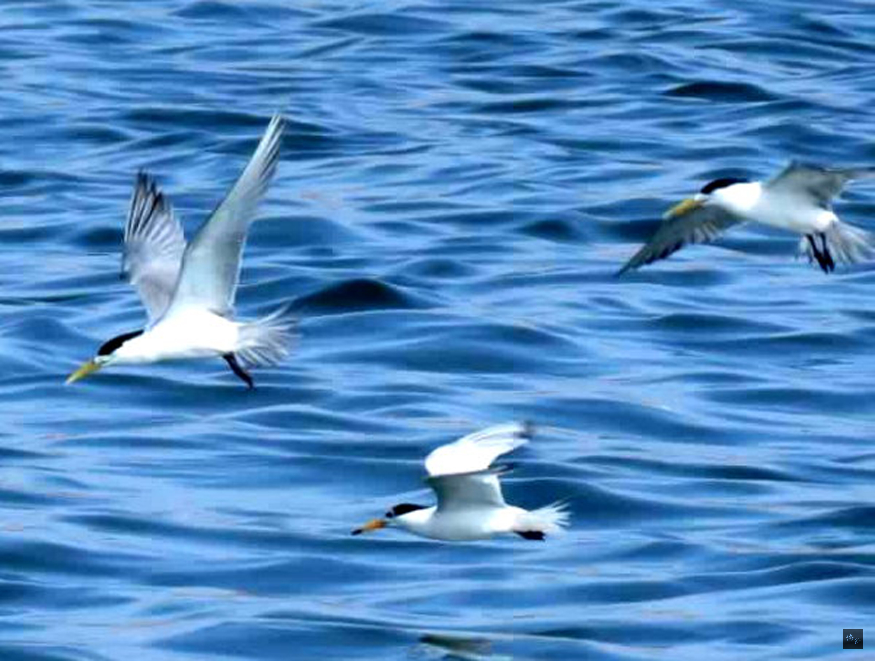素有傳說中的神話之鳥「黑嘴端鳳頭燕鷗」（中），最近被鳥友拍攝在馬公第三漁港區內現蹤飛翔覓食，相當罕見，澎湖縣農漁局籲請民眾不要驚擾，細細近距離的欣賞神話之鳥的英姿。（中央社提供）