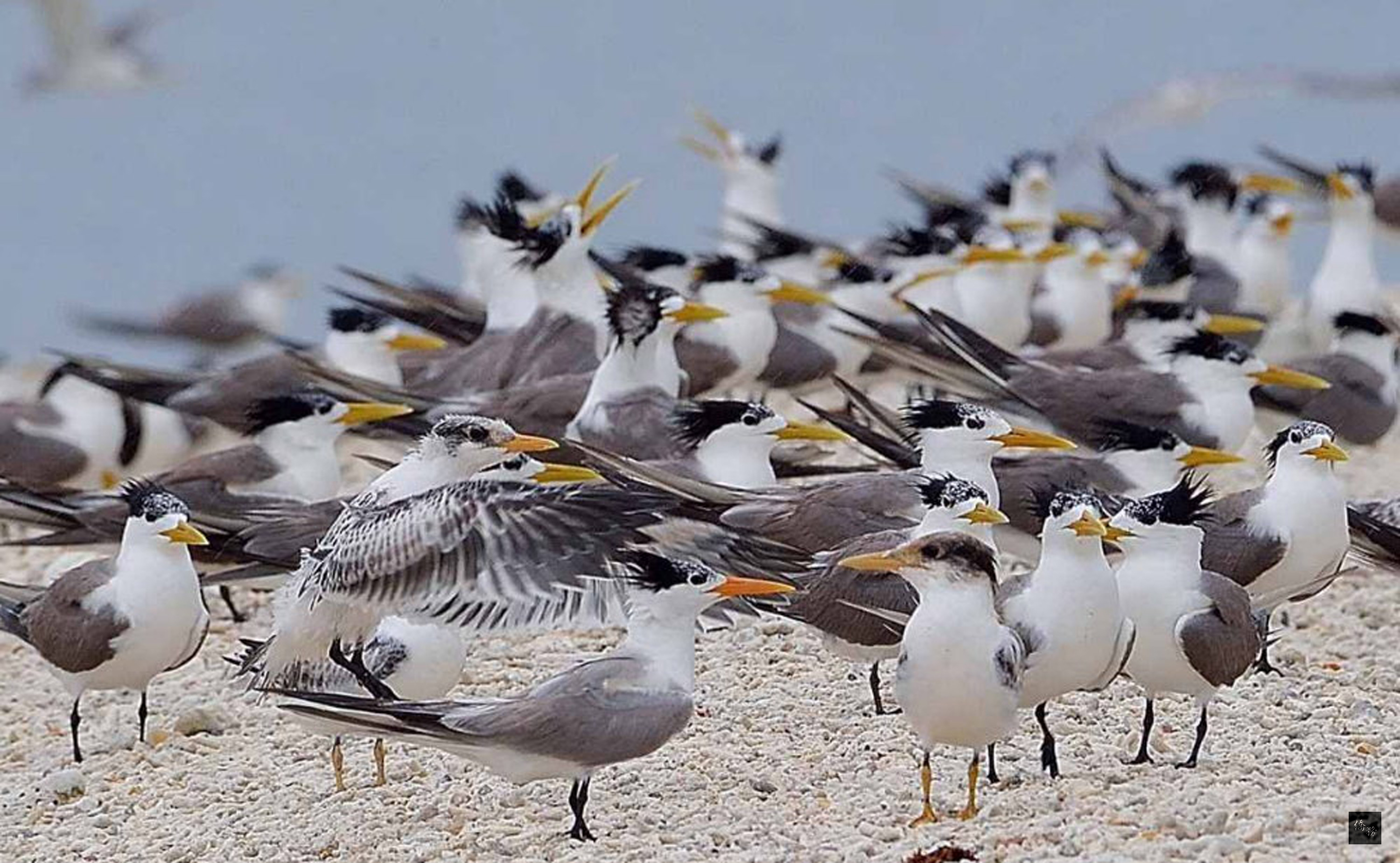 澎湖今年除發現「黑嘴端燕鷗」外,最近高雄前鳥會理事長王健得意外在澎湖活龍灘拍攝到兩種稀有的橙色嘴巴的鳳頭燕鷗與黑嘴端鳳頭燕鷗,鳥友格外欣慰。(中央社提供)