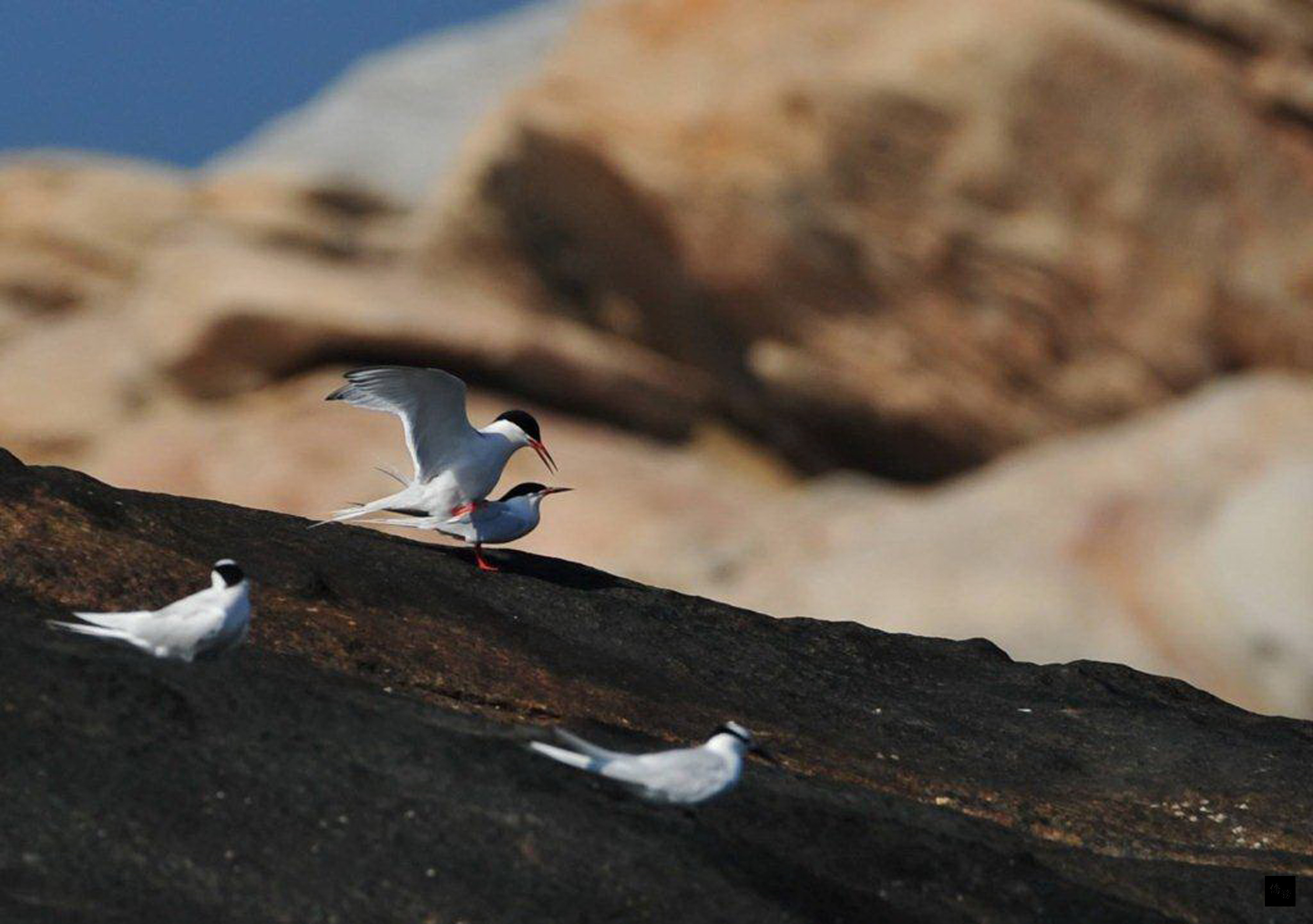 金門國家公園管理處最近發現4種種珍稀保育類燕鷗蹤跡,除了散布在島礁上的蒼燕鷗族群外,還發現白眉燕鷗、紅燕鷗(圖)和大鳳頭燕鷗身影。(中央社提供)