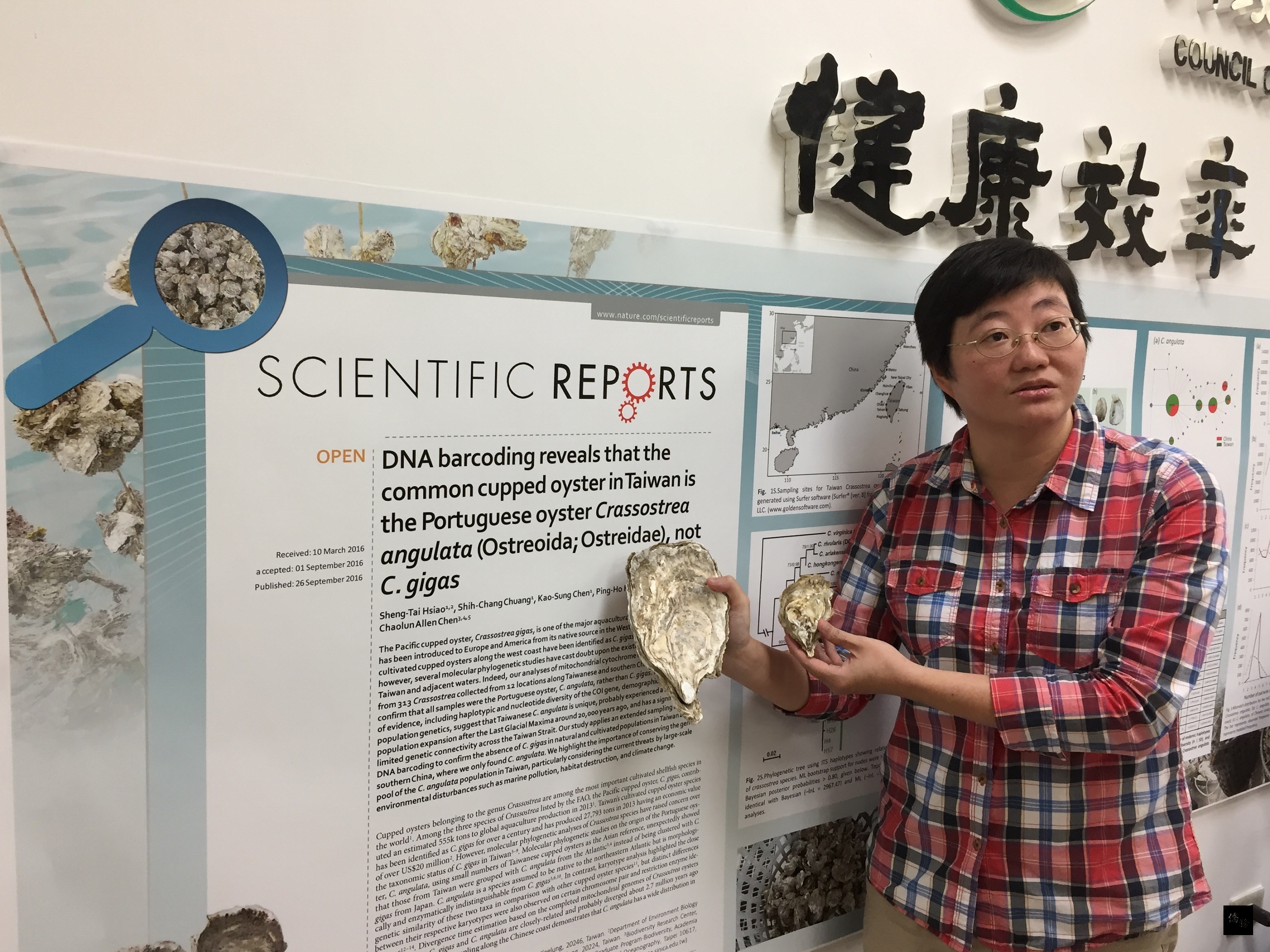 農委會水產試驗所海洋漁業組助理研究員蕭聖代表示，台灣過去以為養殖的是太平洋牡蠣（左），卻發現養殖牡蠣（右）養不大，經研究後才發現台灣養的是葡萄牙牡蠣。（中央社提供）