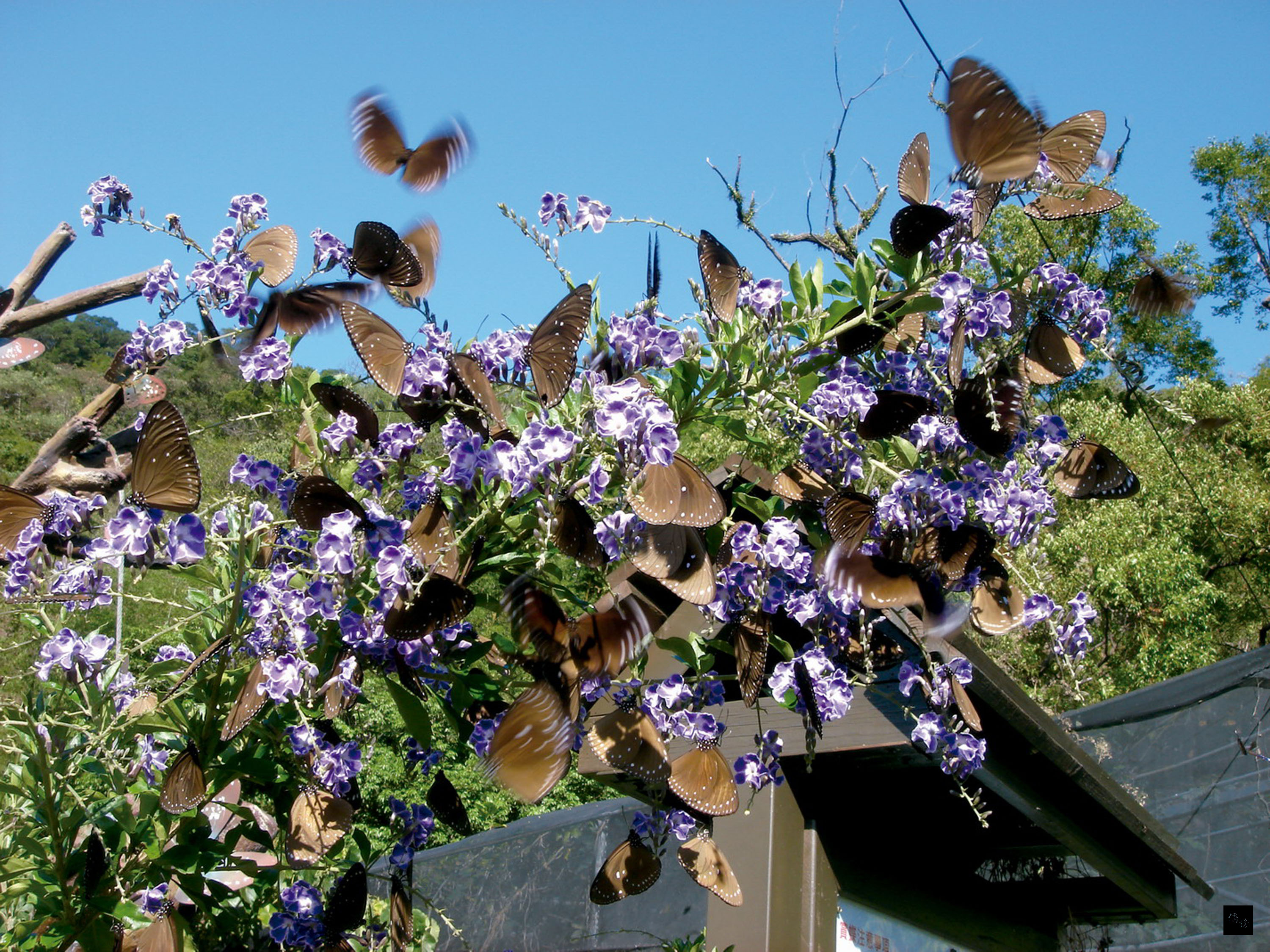 高雄市茂林山谷每年秋冬季節會有數十萬隻的紫斑蝶南下越冬棲息，群蝶翩翩起舞的生態奇景持續4個月。（中央社提供）