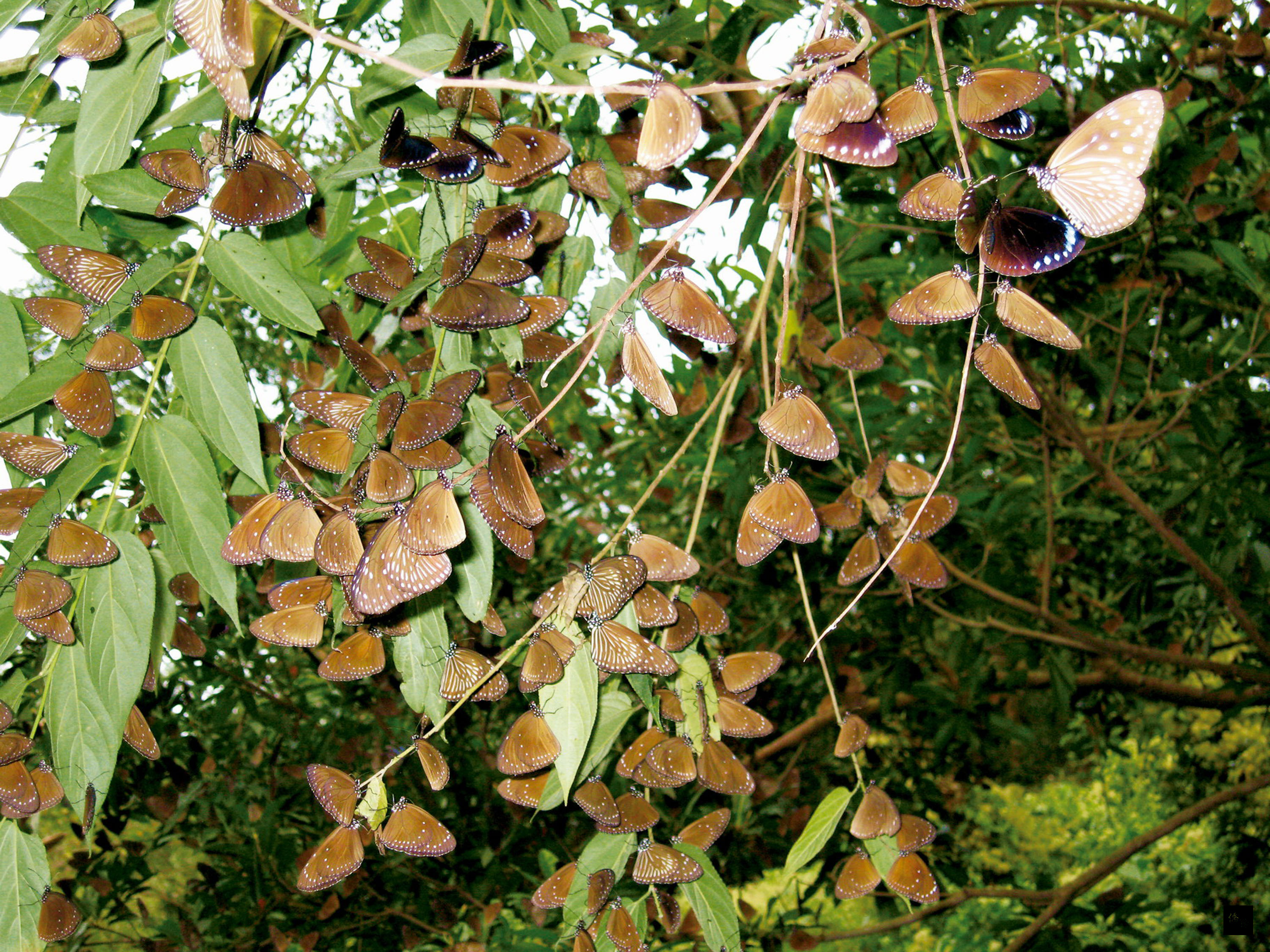 高雄市茂林山谷每年秋冬季節會有數十萬隻的紫斑蝶南下越冬棲息，群蝶翩翩起舞的生態奇景持續4個月，千萬不要錯過。（中央社提供）