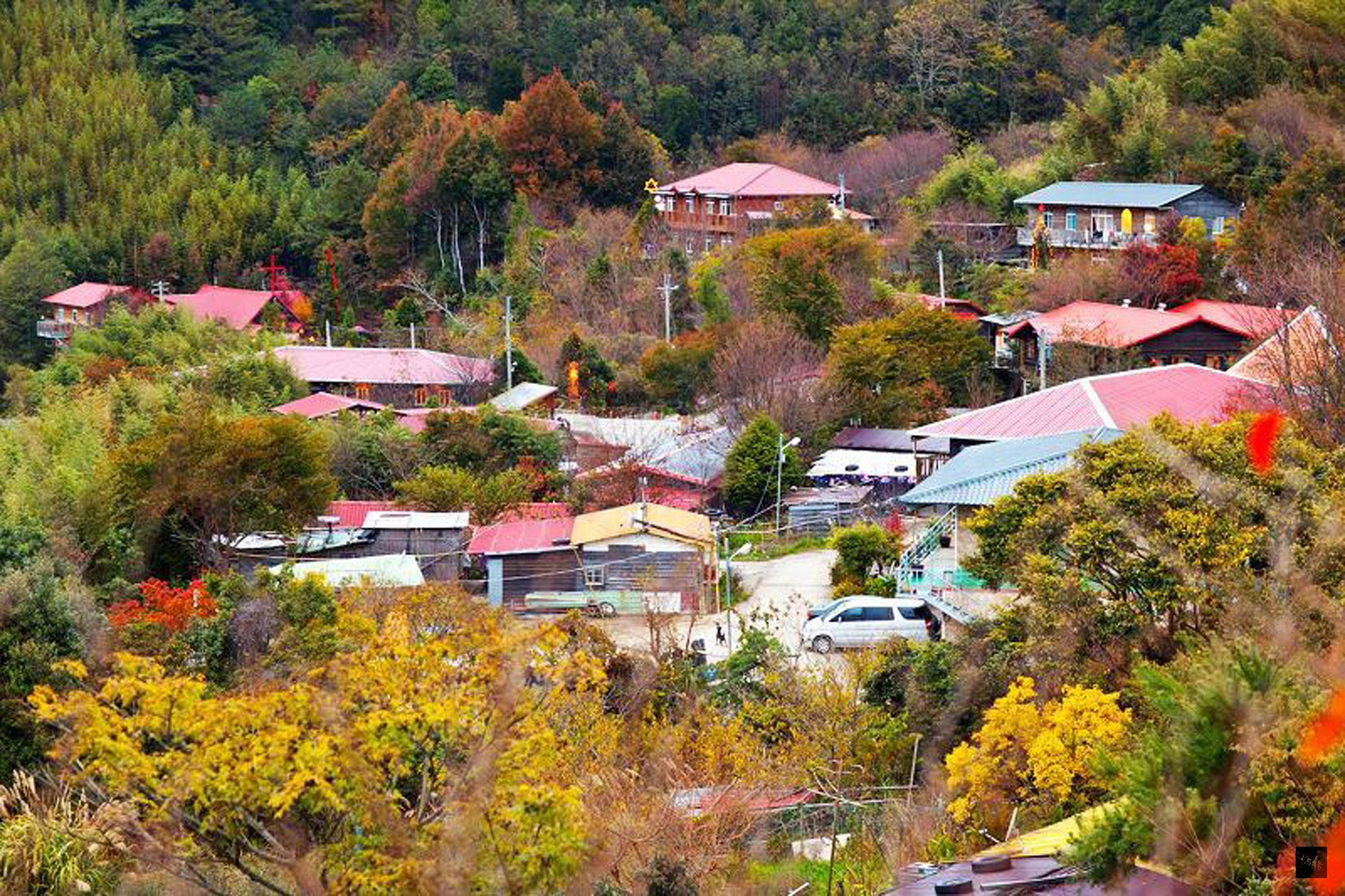新竹縣尖石、五峰山區,常可見楓樹葉轉紅的美景,成為不少追「楓」人的首選。(中央社提供)