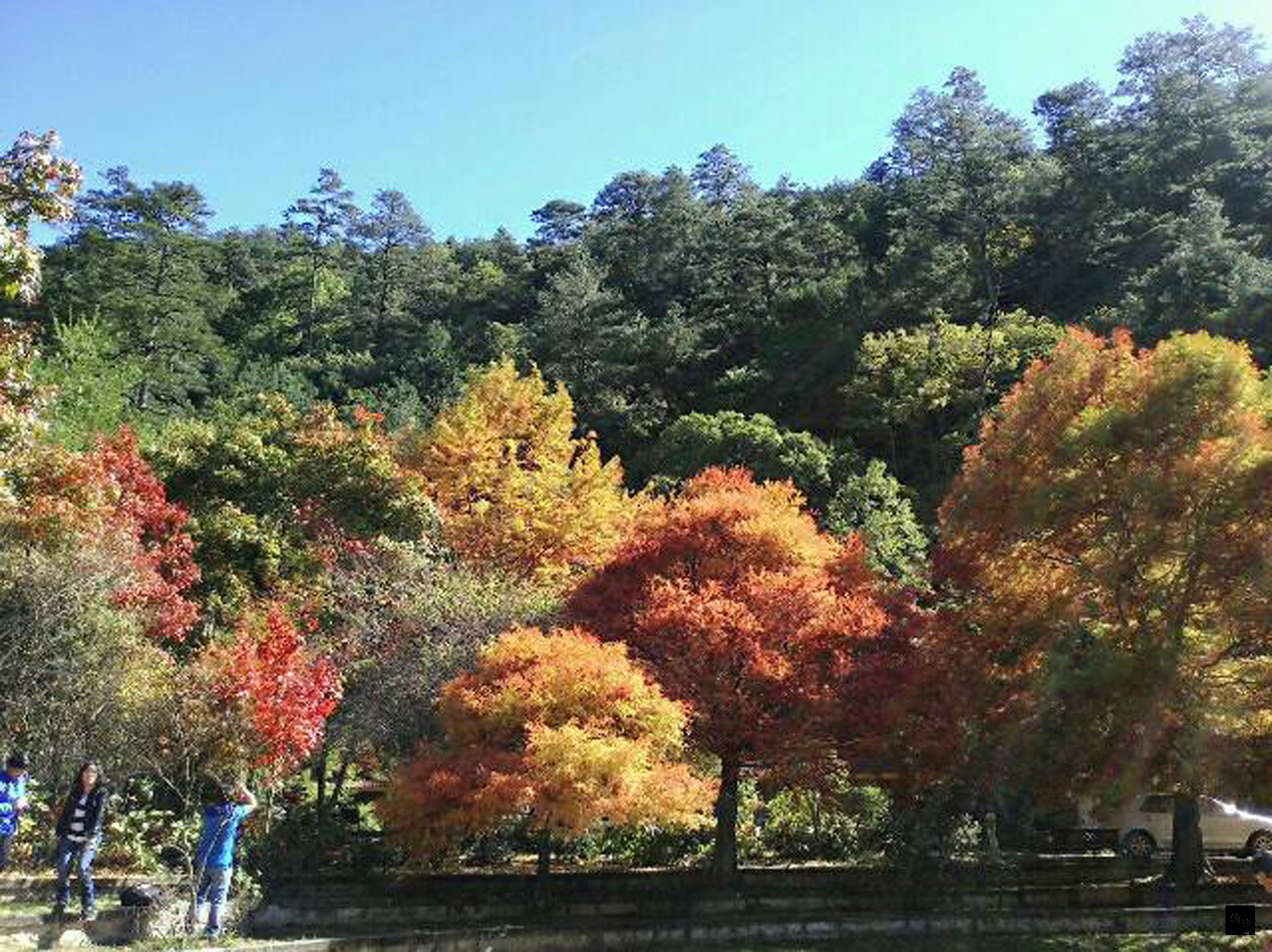 台中和平山區的武陵農場的楓葉,因氣候轉冷,楓葉跟隨變紅,農場內的楓葉已紅了近6成。(中央社提供)