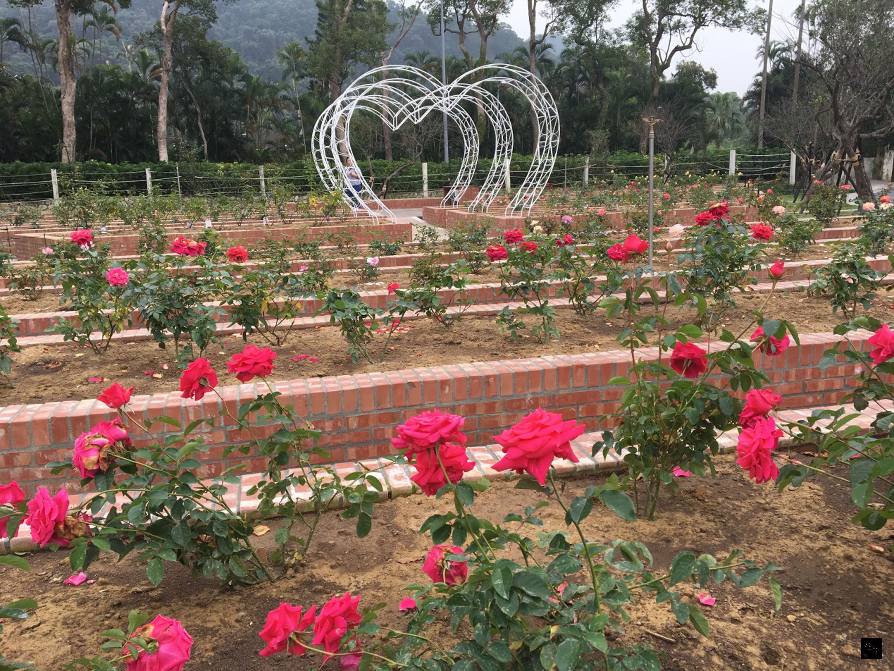台北市工務局公園處10日說，士林官邸玫瑰園以綠色生態工法進行景觀還原改造，玫瑰花現已全面重新種植，正展現繁花盛開美景，圖為滿園玫瑰搭配心型拱門。（中央社提供）