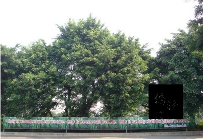 義美搶救即將遭砍伐的老樹，移植到廠區種植，樹前矗立國際生態保育專家珍古德的標語。