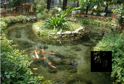 義美見學館外的生態池，使用的是工廠廢水，處理後回復潔淨，水質清澈見底，可看見許多魚兒悠游其中。