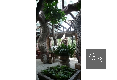 伍角船板台南店內巨大的漂流木。