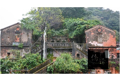 葉裕清說,陽明山的美,美在無可取代的樹。