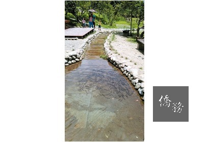 宜蘭礁溪龍潭湖出現大量圓吻鯝魚湧入河道,如同「黑色大軍」來襲。(圖:聯合報提供)
