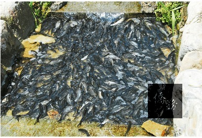 宜蘭礁溪龍潭湖出現大量圓吻鯝魚湧入河道,如同「黑色大軍」來襲。(圖:聯合報提供)