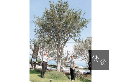 員山鄉惠欣綠花園鎮園之寶的百年桂花樹,象徵「富貴」,是阿嬤的嫁妝樹苗,經三代長成大樹。(圖:聯合報提供)