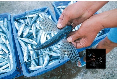 東北角追逐網漁業,主要漁獲是黑鰭及斑鰭飛魚。(中央社提供)