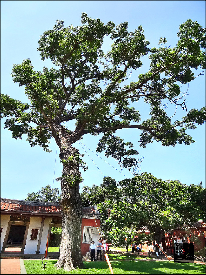台南孔廟老雨豆樹面臨樹幹中空腐朽危機,農業局現以鋼纜為它做預防性拉撐。(自由時報提供)