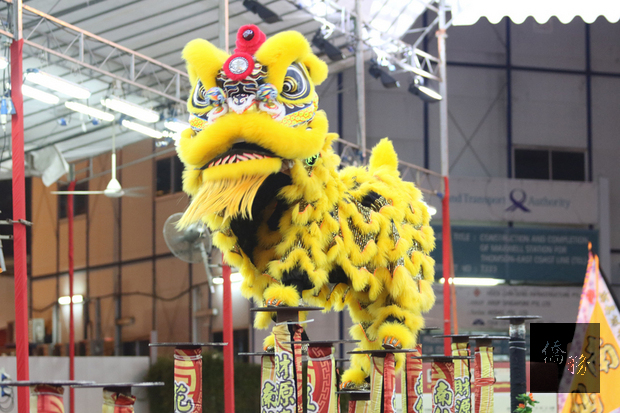 新加坡2日舉行第11屆牛車水新春國際獅王爭霸賽。圖為今年再度代表參賽的新竹聯豐龍獅戰鼓團,以高難度動作獲如雷掌聲。(中央社提供)