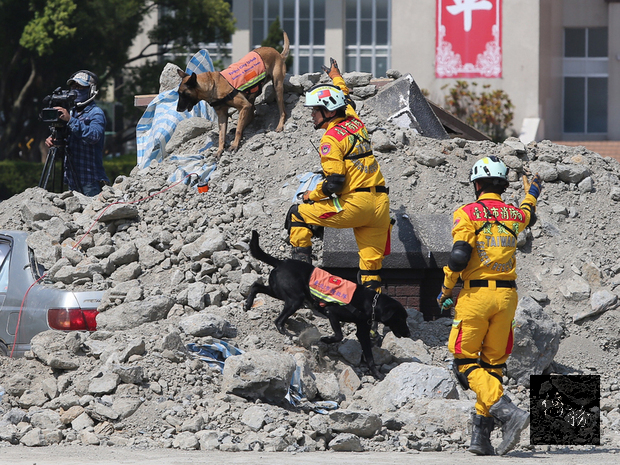 台北市政府3月31日針對地震及火山災害在國防大學復興崗校區進行模擬演練，也是國內首度將火山爆發情境納入的災害防救演習，搜救隊員帶著搜救犬模擬災區救災。(中央社提供)